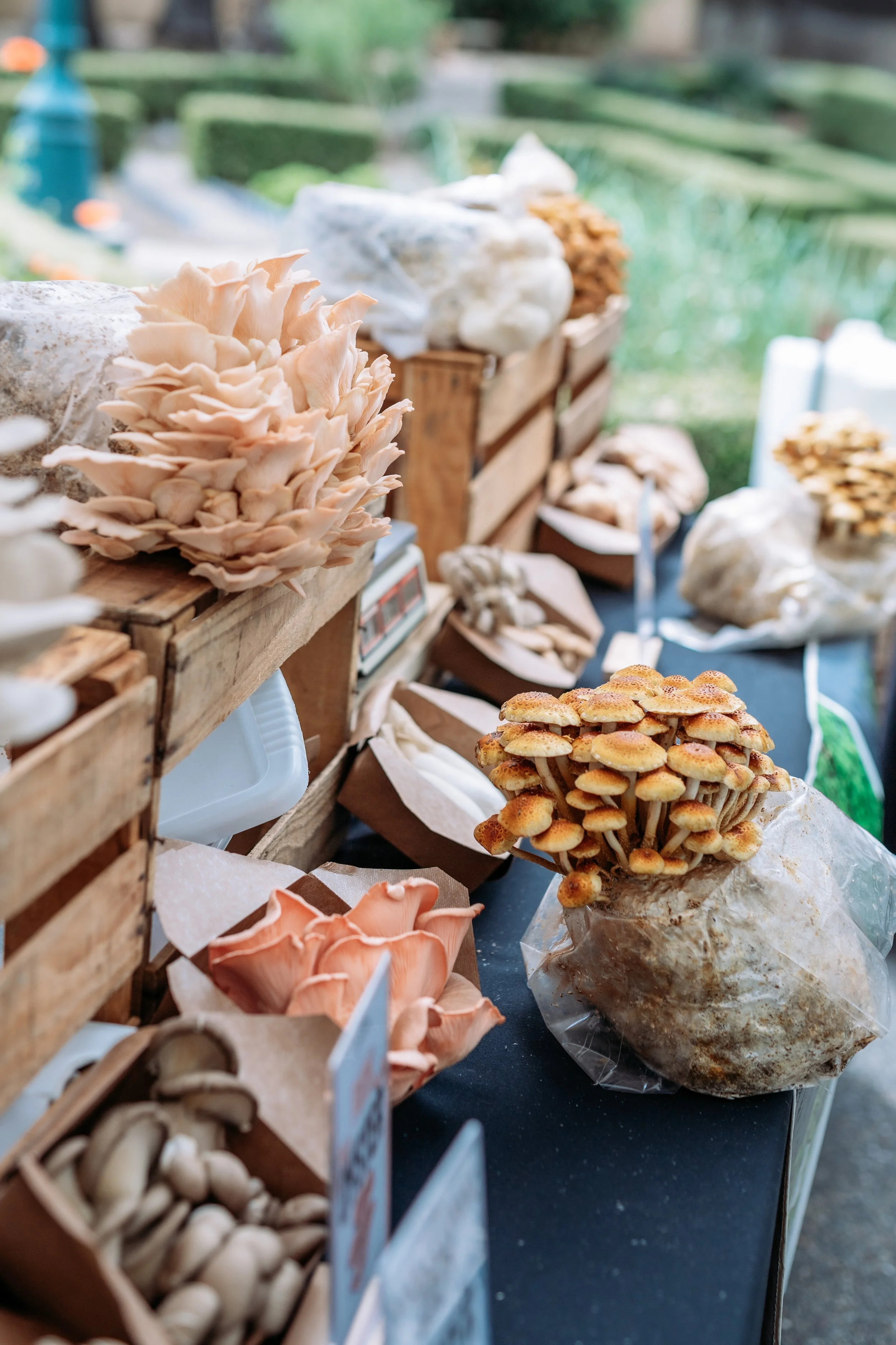 2026_AmericanFare_MushroomDisplay (2).jpg