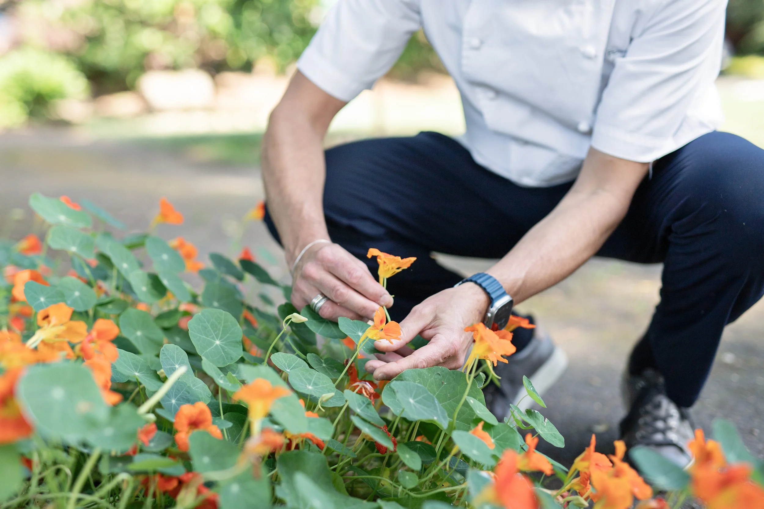 2025_AH_CulinaryFlowers2.jpg