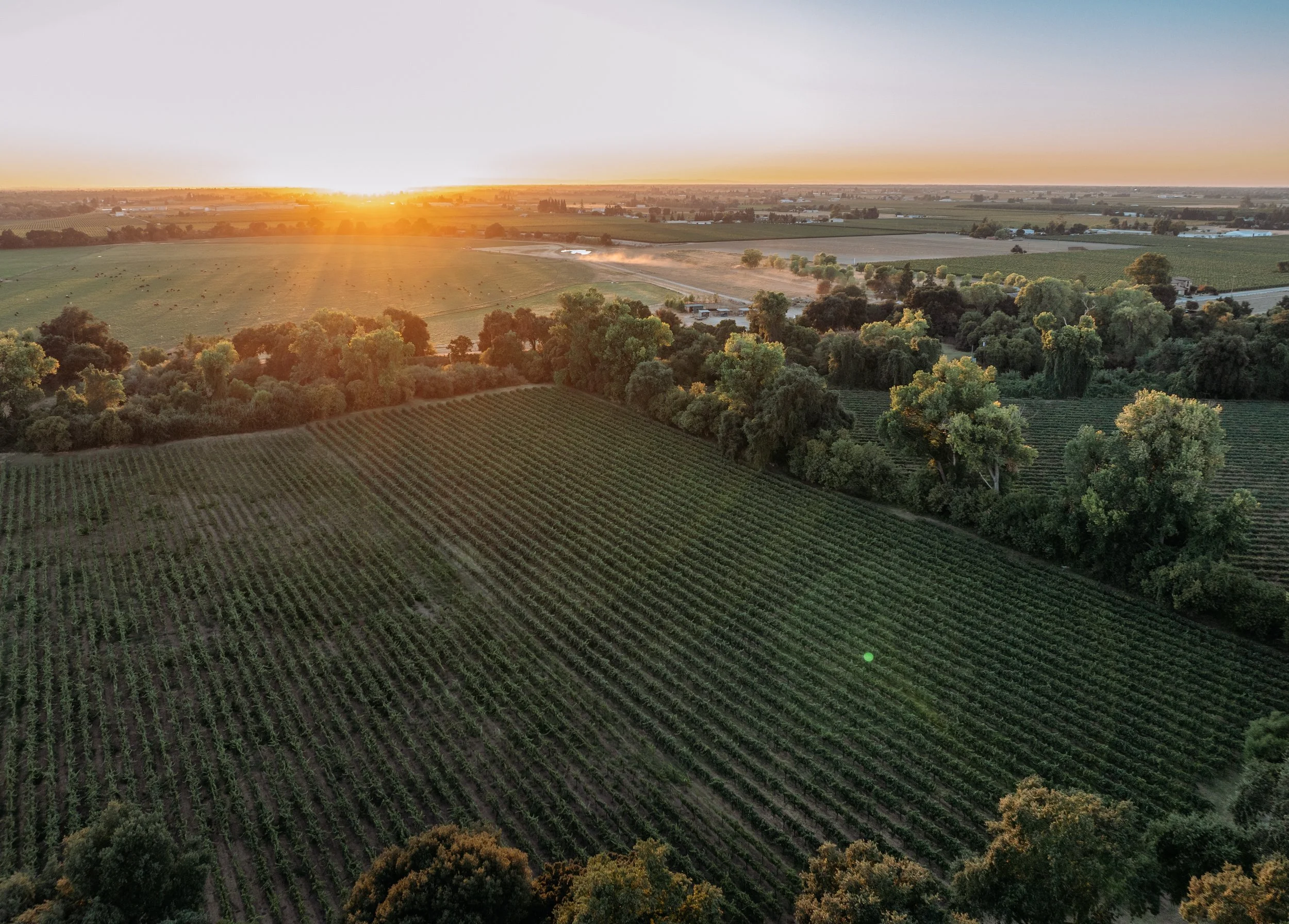 2025_LodiVineyards_Sunset2 (1).jpg