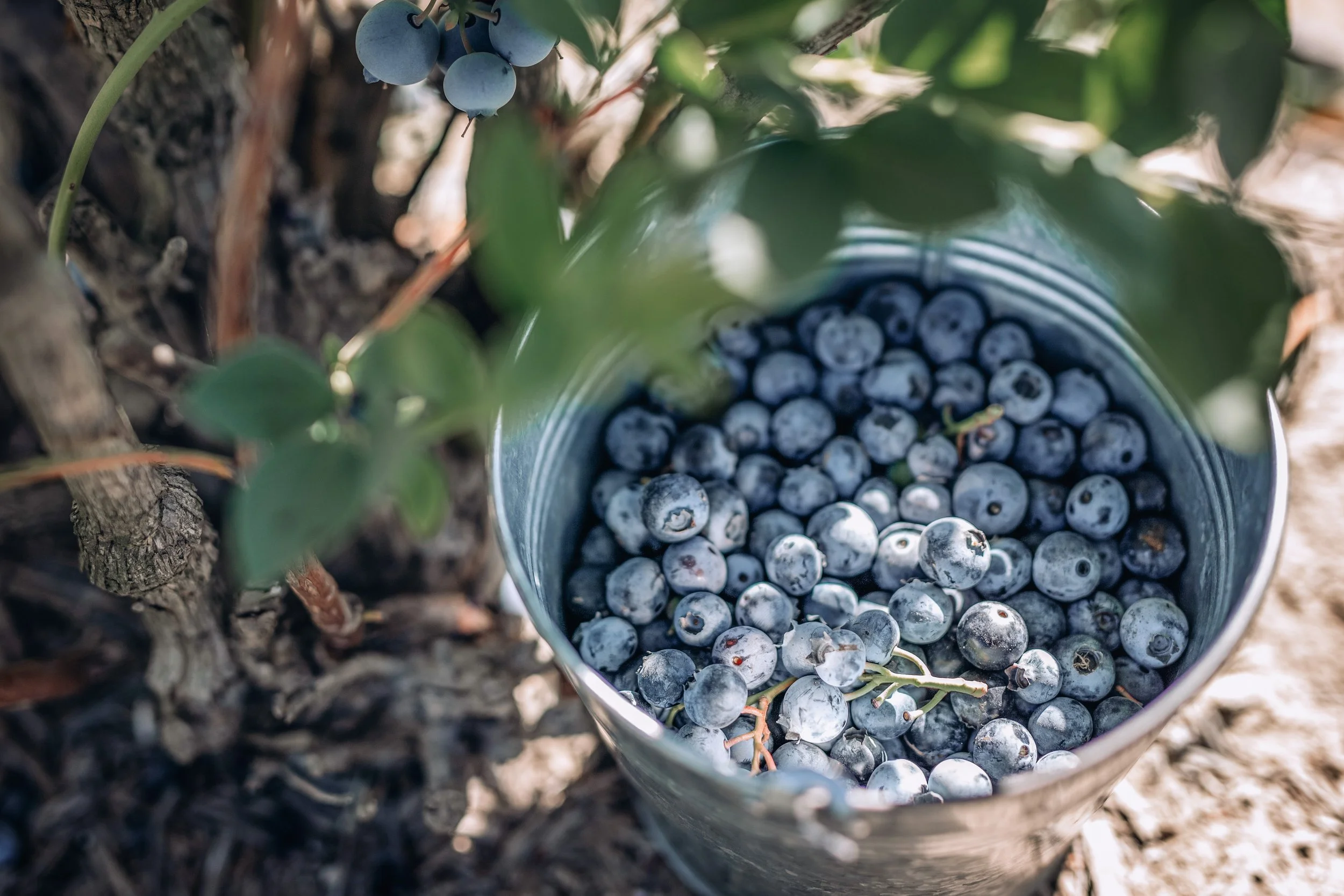 2025_BlueberriesBucket2.jpg