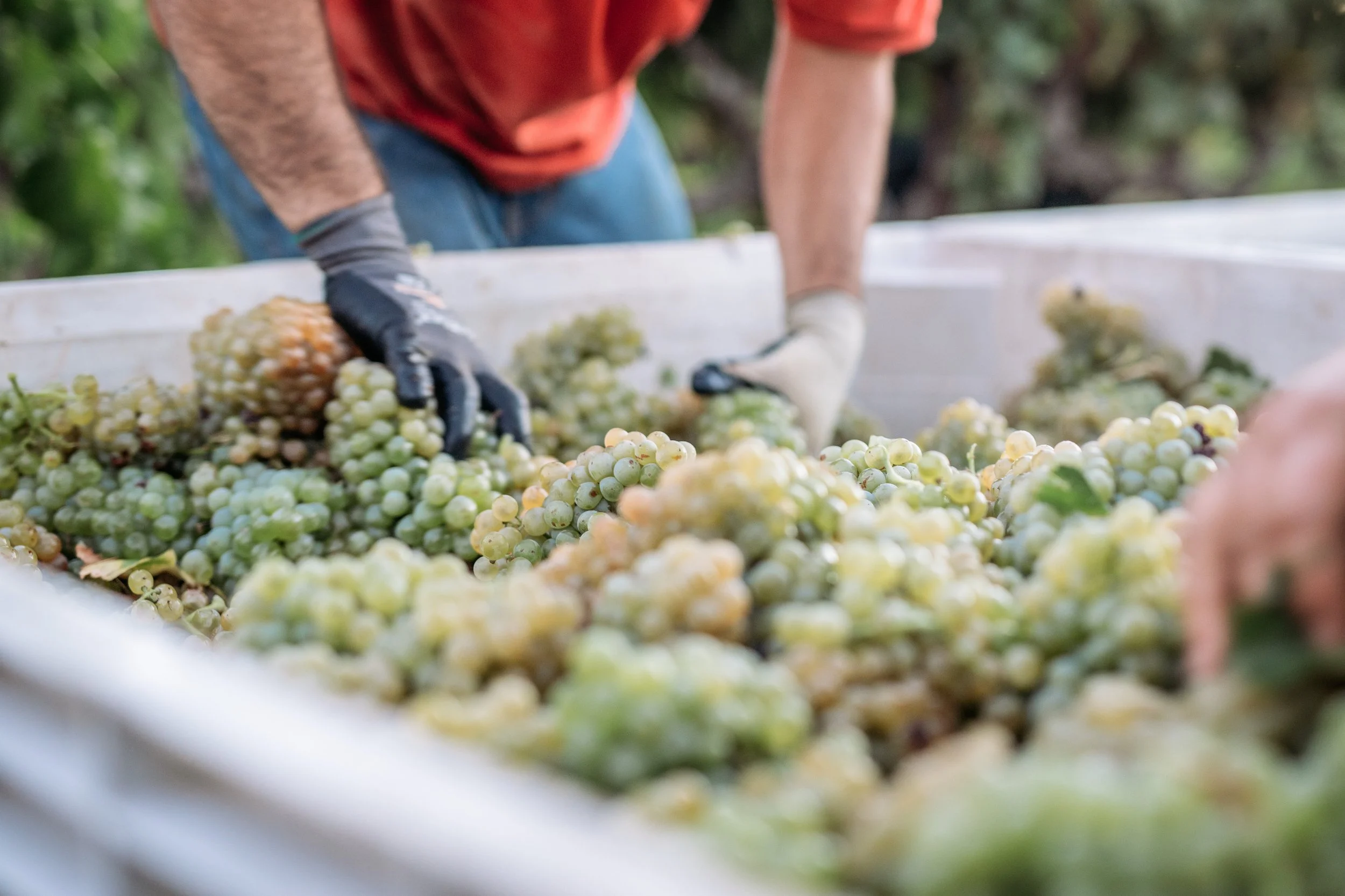 Acquiesce Vineyards Harvest