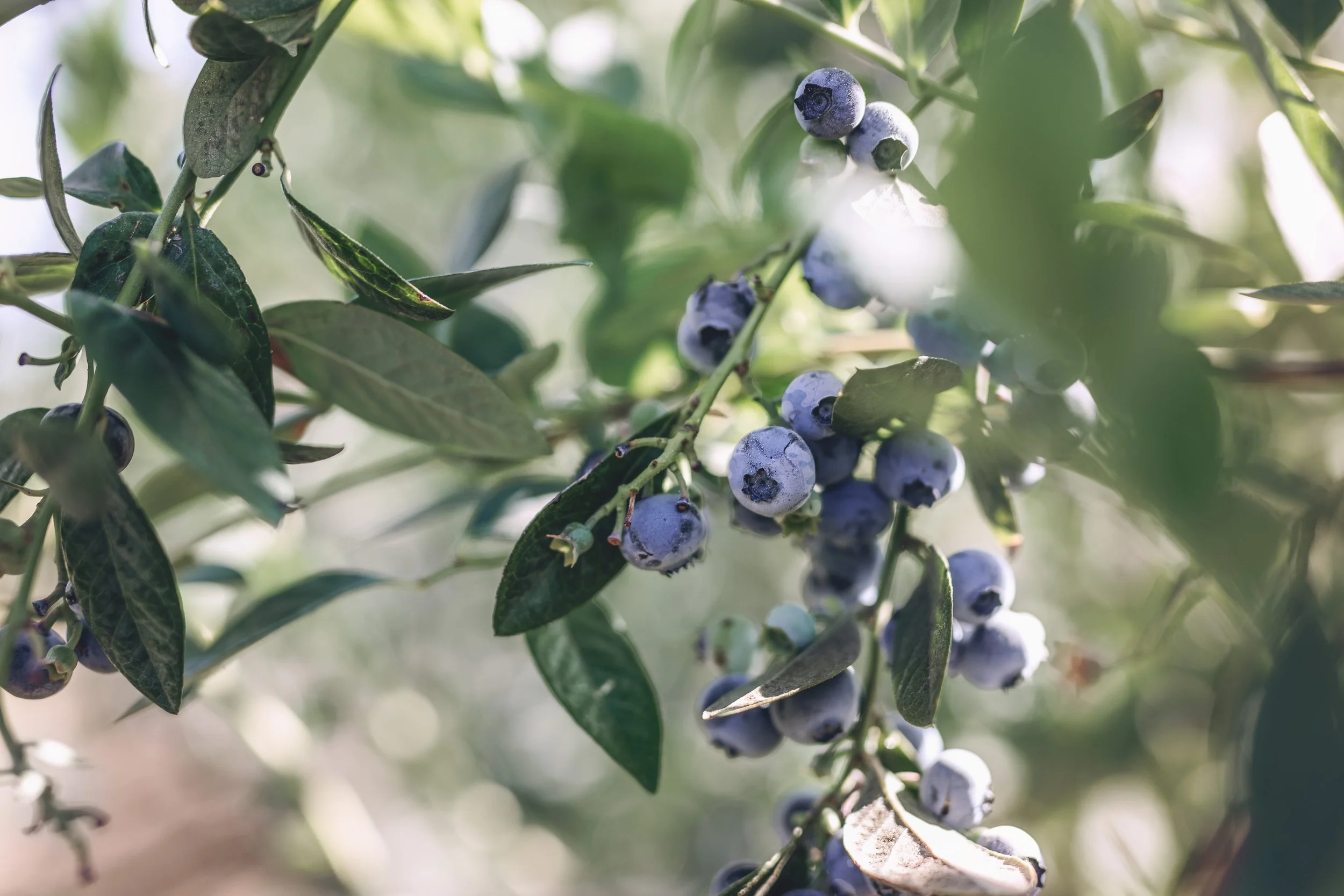 2025_BlueberryFarm_Cluster1 (1).jpg