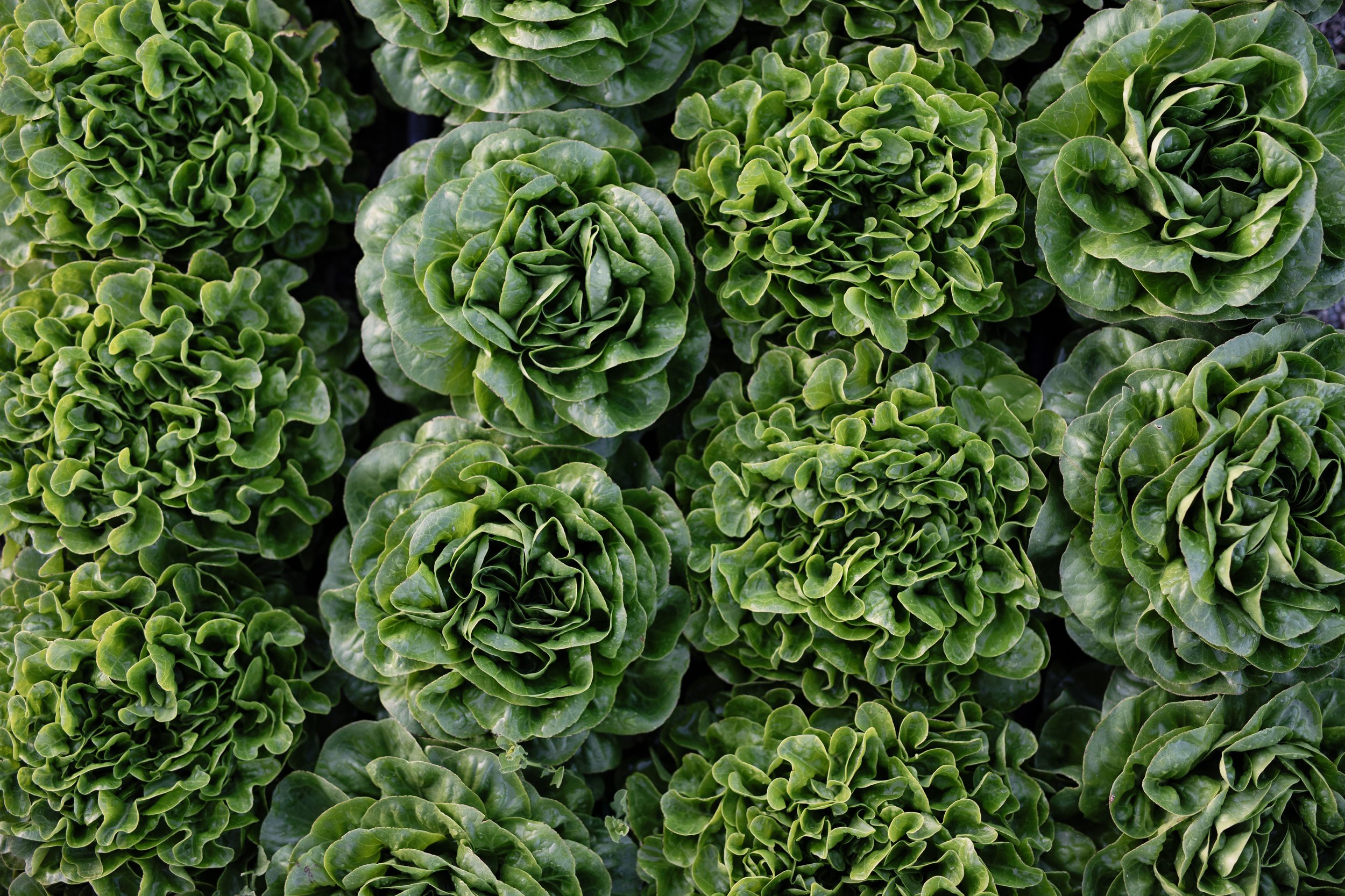 2025_HonestAcre_GreenLettuceOverhead (1).jpg