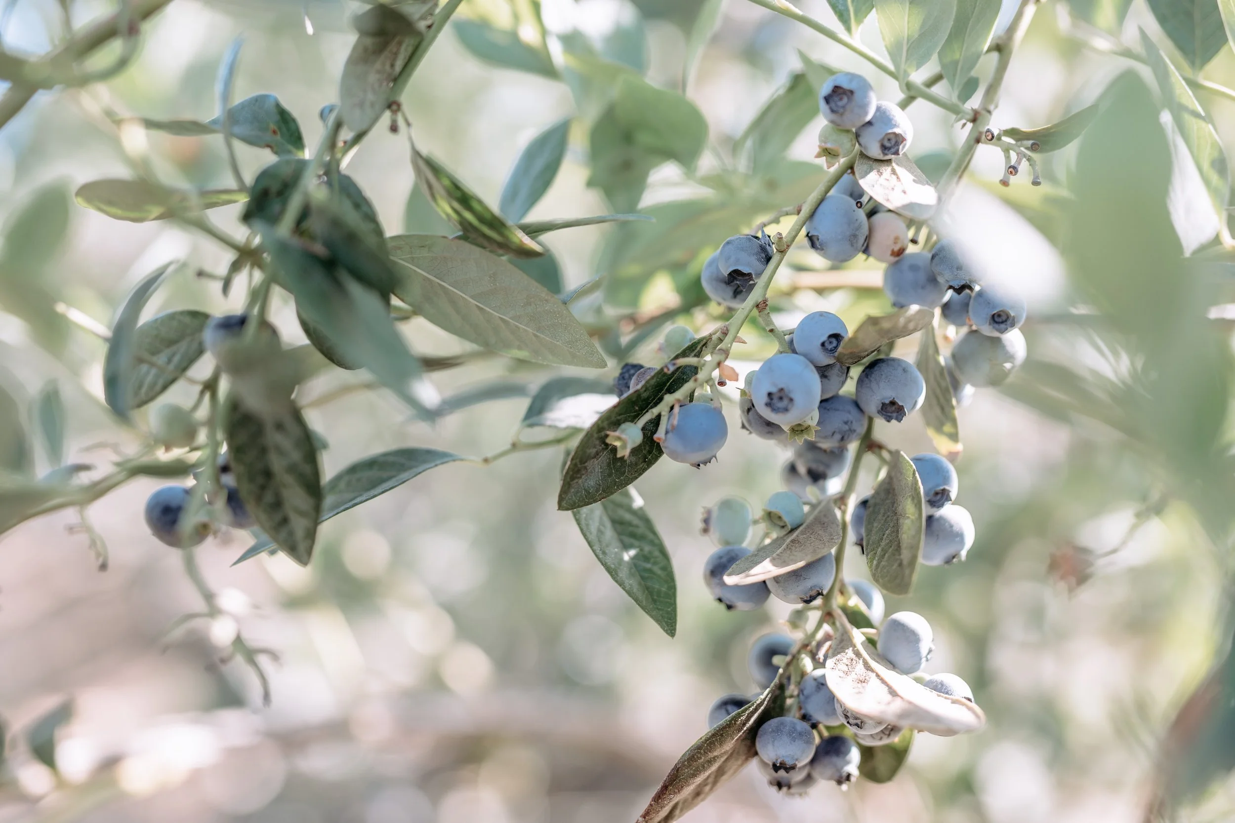2025_Blueberries_2.jpg