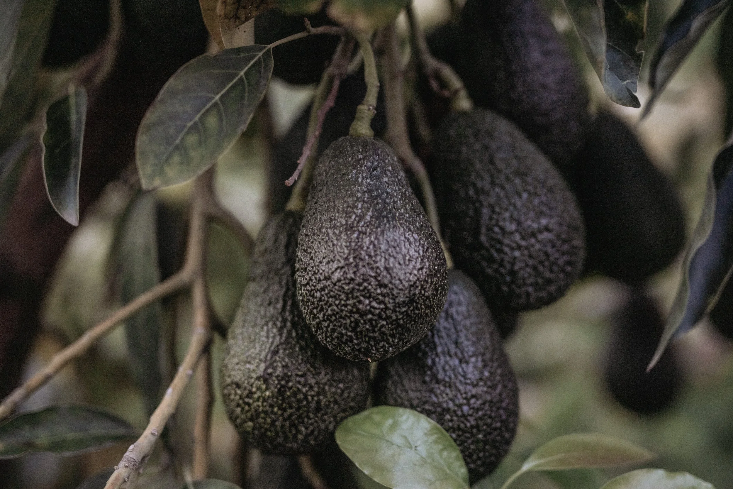 2025_JillMeans_AvocadoBunch.jpg