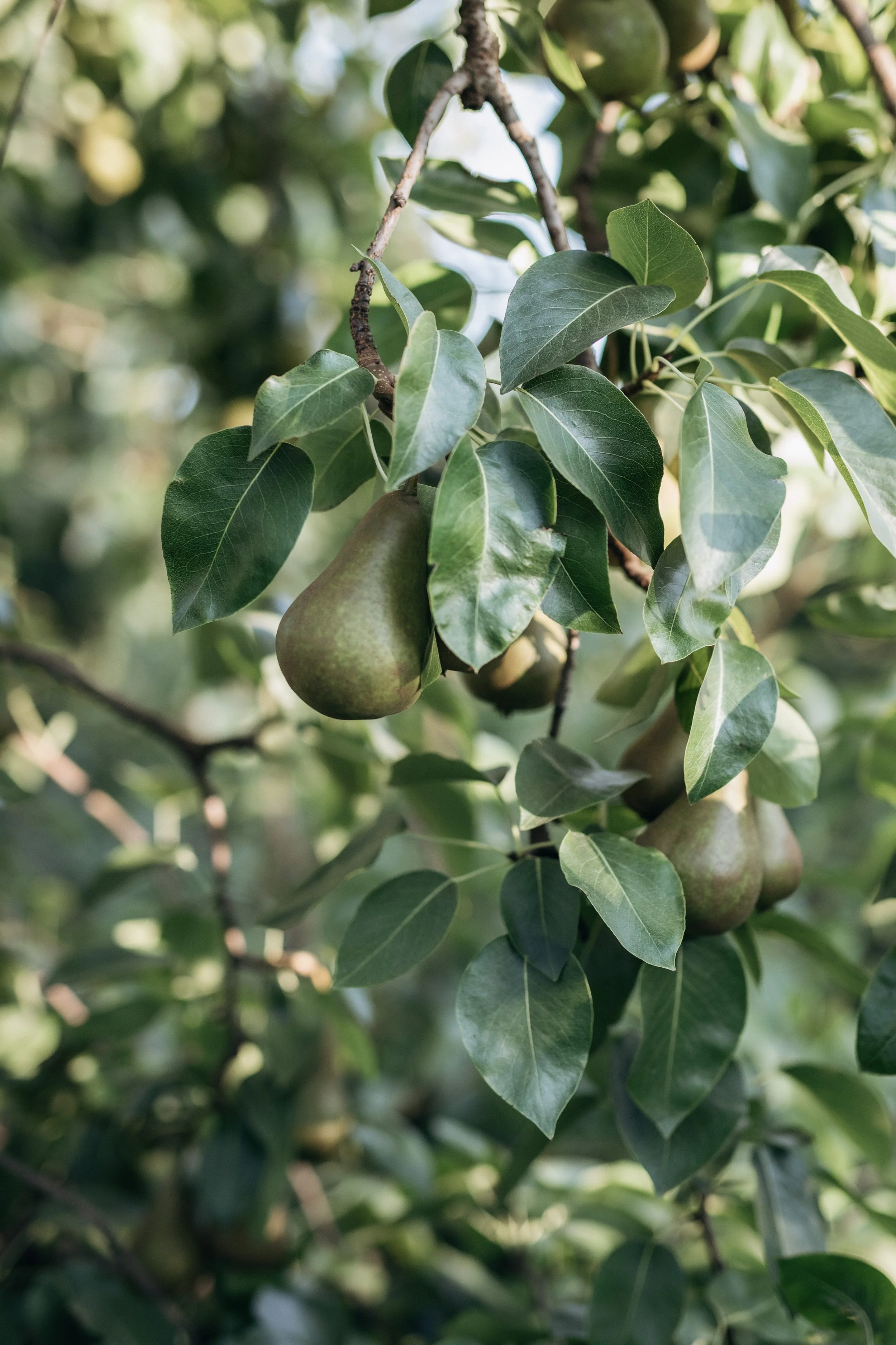 2025_JillMeans_Pears24.jpg