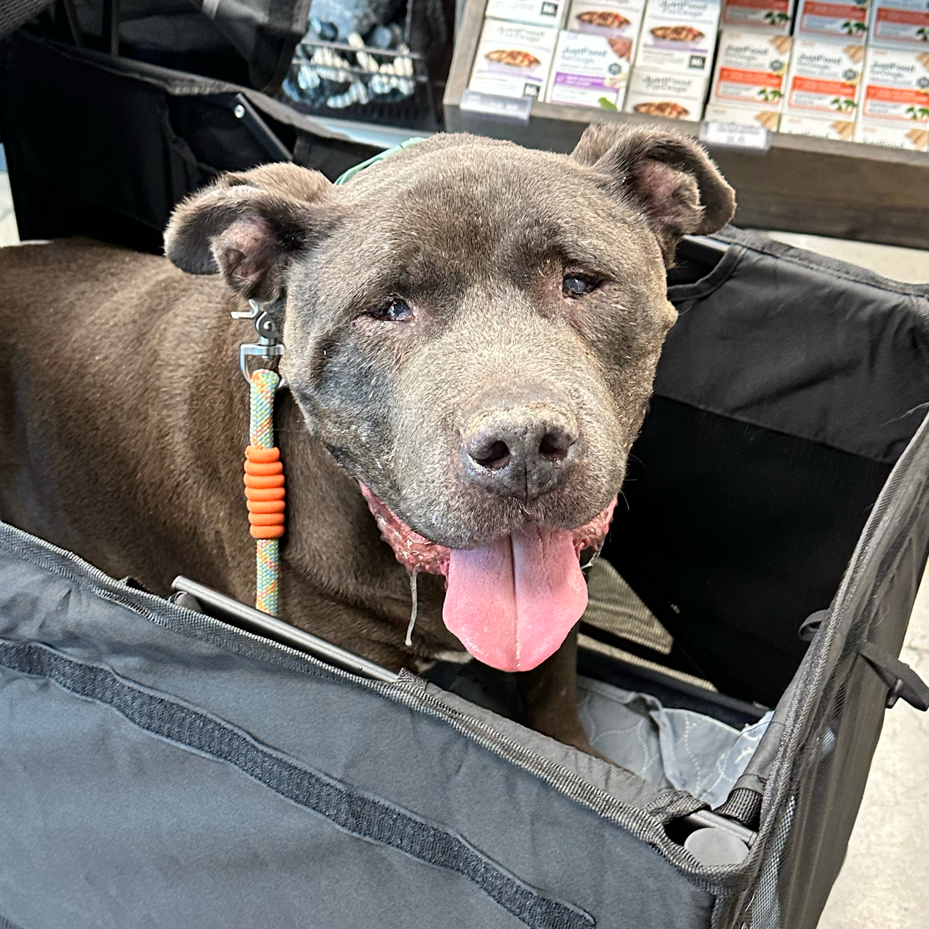 Meet Buddy Bear!