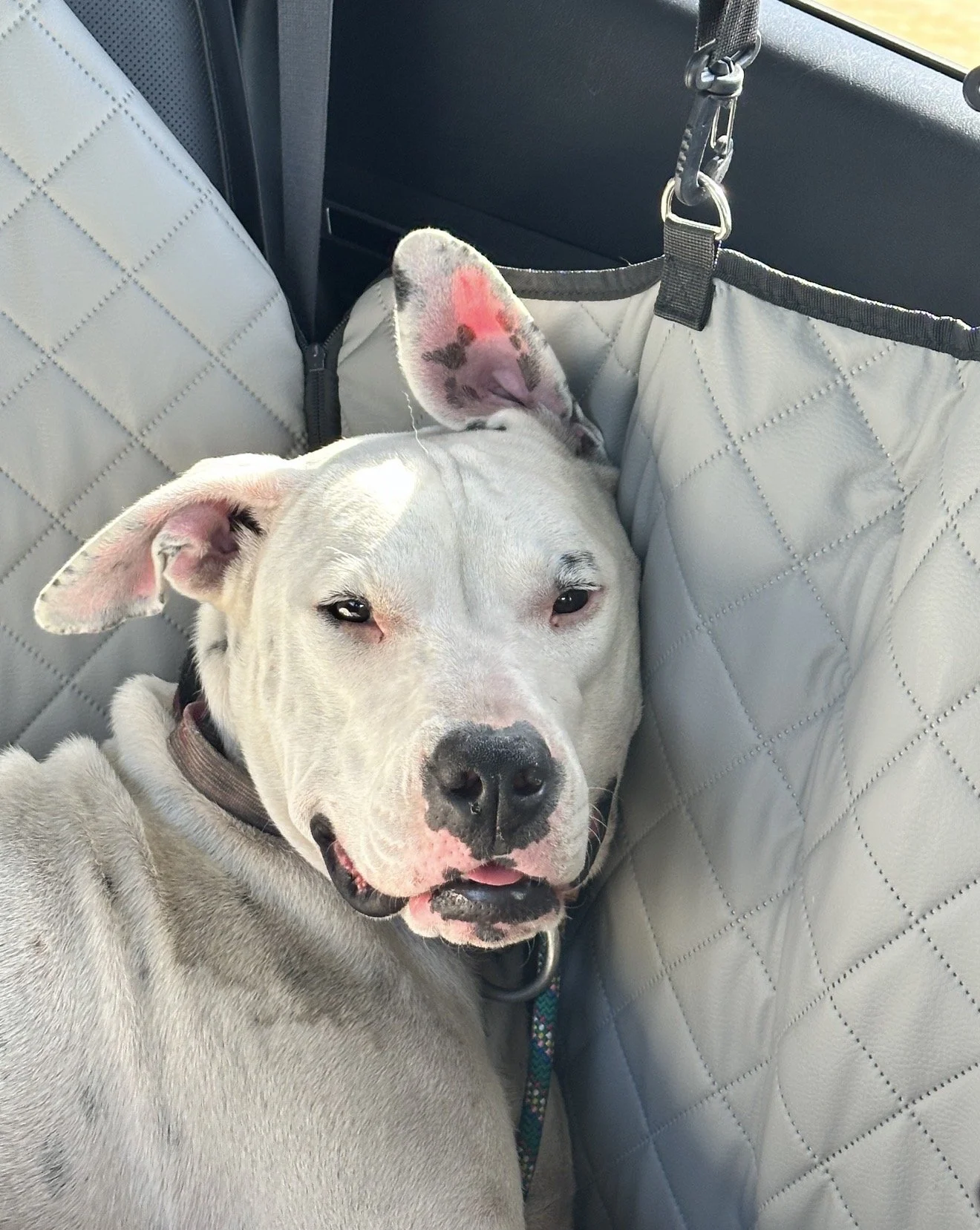 A white dog lying down in a car seat with another smaller dog resting near its head.