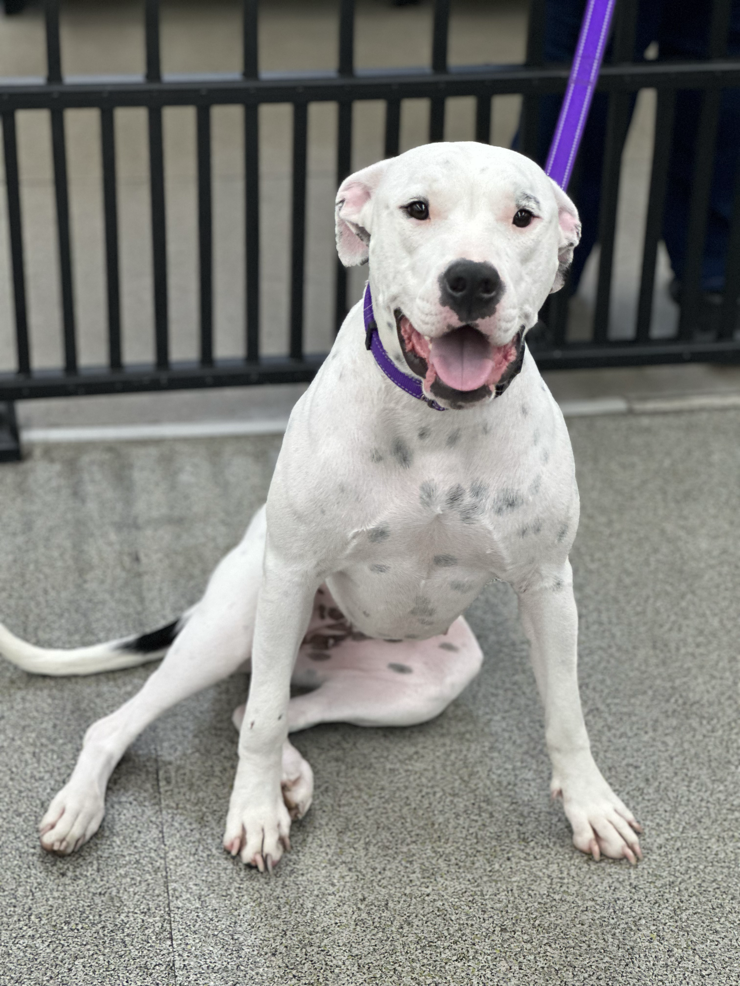 Meet Sonrisa!