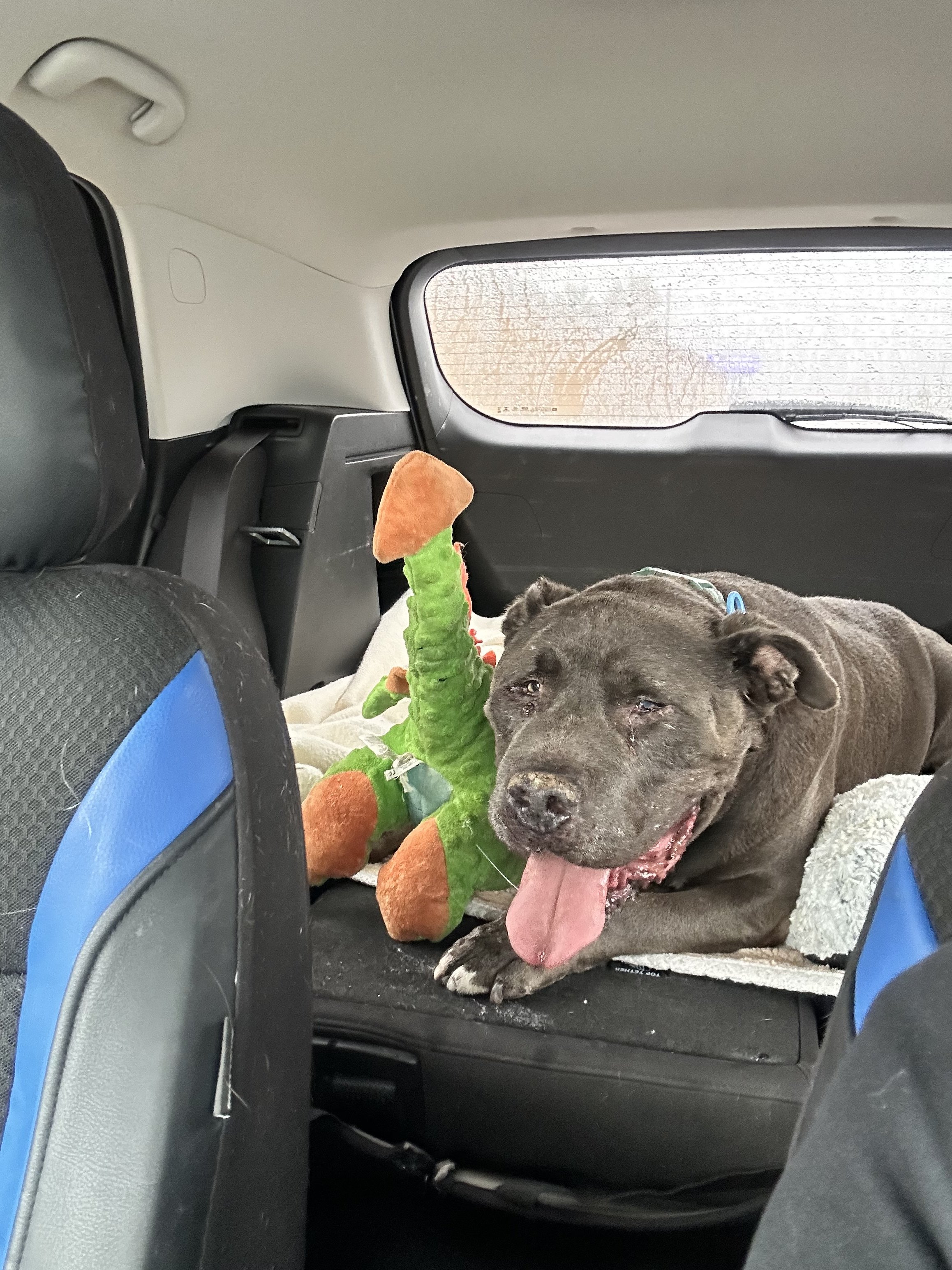 A gray dog lying on the backseat of a car, with its tongue out, next to a colorful plush toy that resembles a dinosaur. The car window shows condensation outside.