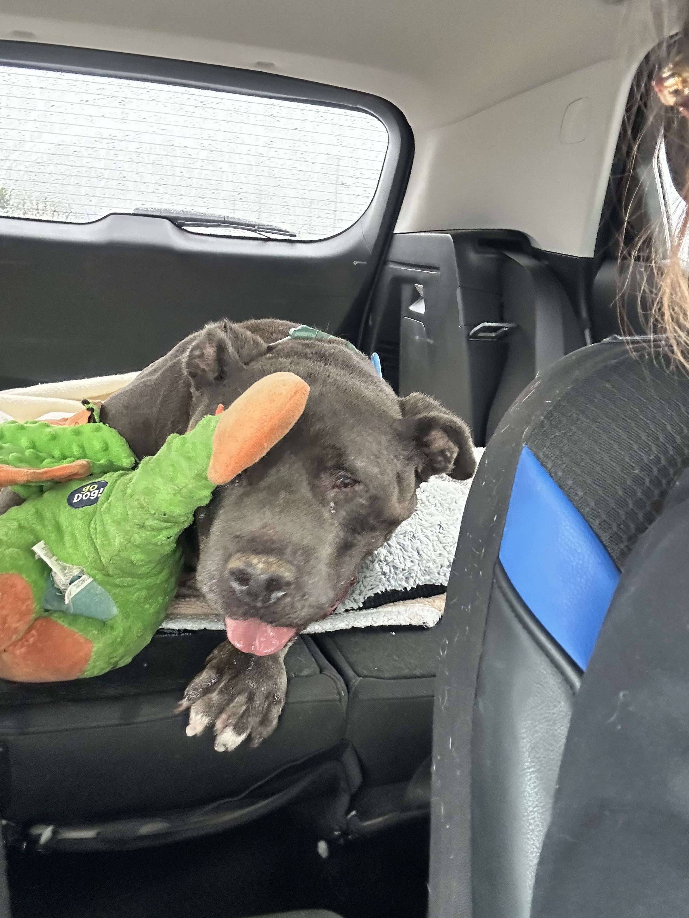 A sleeping dog in a green costume with orange and brown accents rests on the back seat of a vehicle, with partial view of a person's shoulder and hair on the right side.