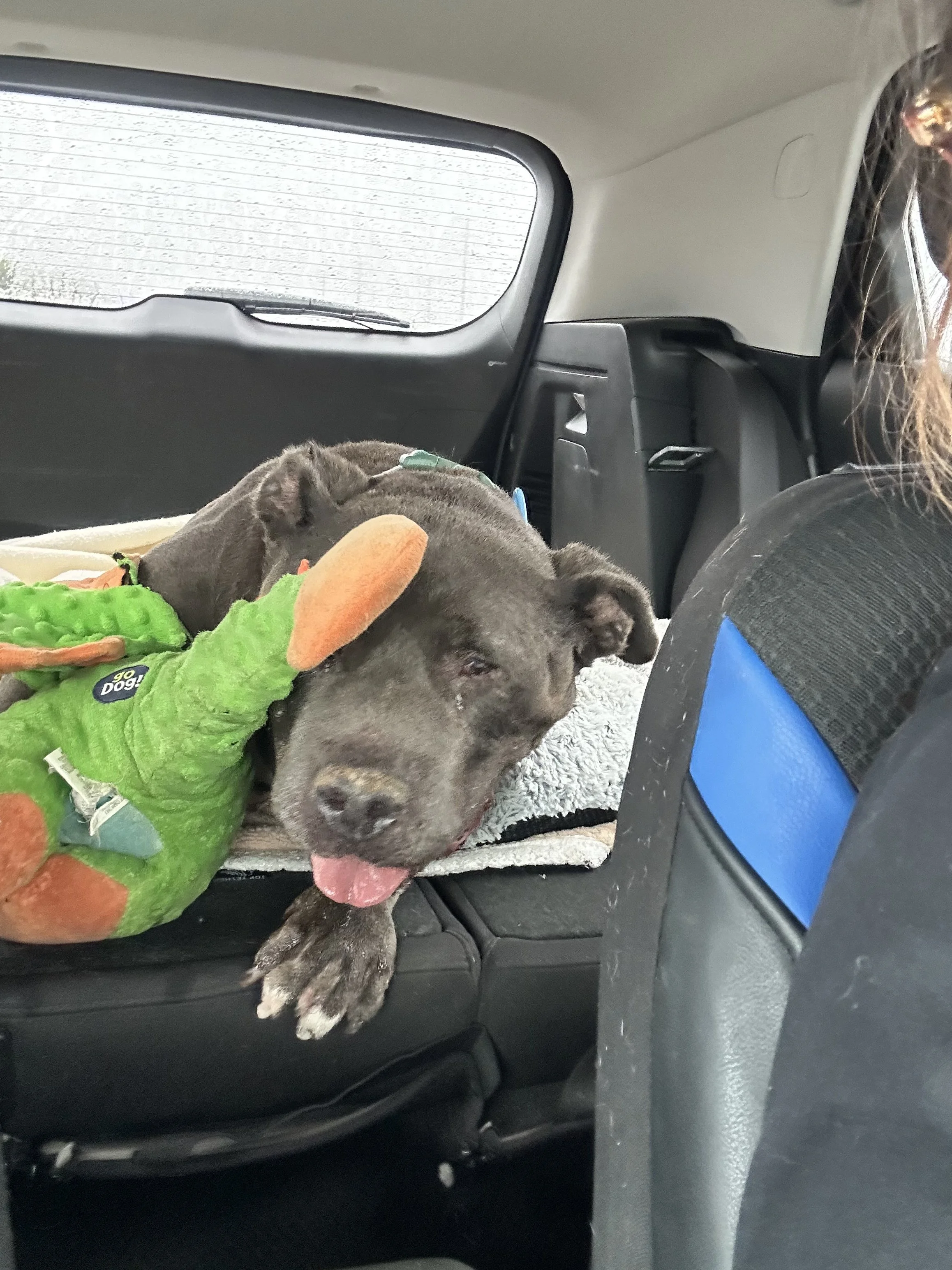 A young dog wearing a colorful green, orange, and brown costume is lying down in the back seat of a car. The dog's tongue is hanging out, and it appears to be resting or sleeping.