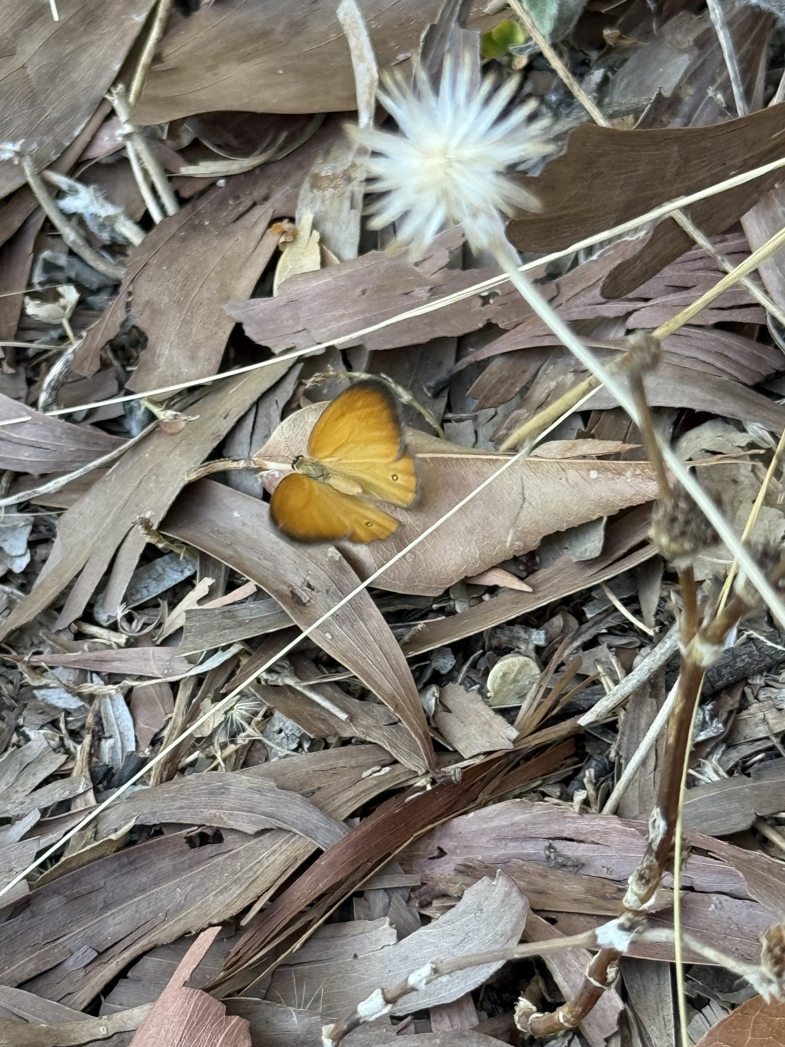 Tiwi moth .JPG