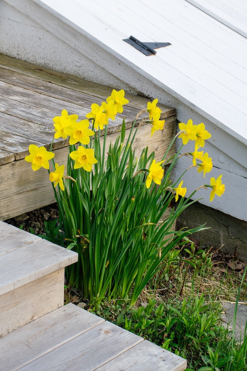 Daffodils and Cellar Door, 1800’s Farmhouse, Woolwich, Maine
