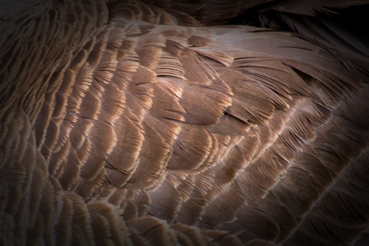 Canadian Goose Feathers