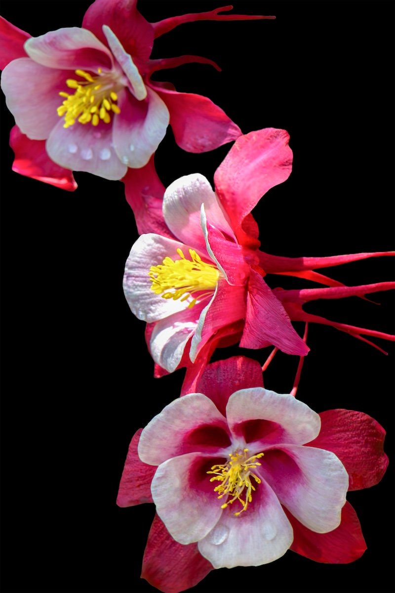 Red Columbines
