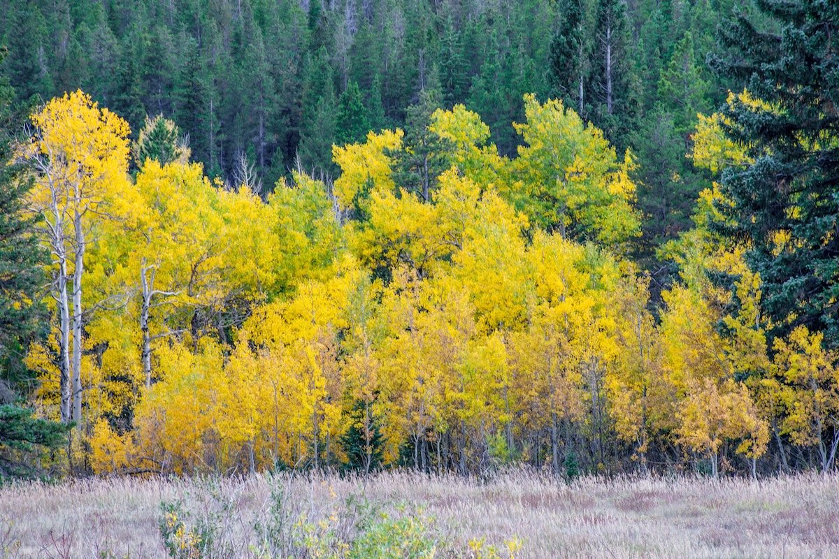 Yellow Aspens, Jamestown, Colorado