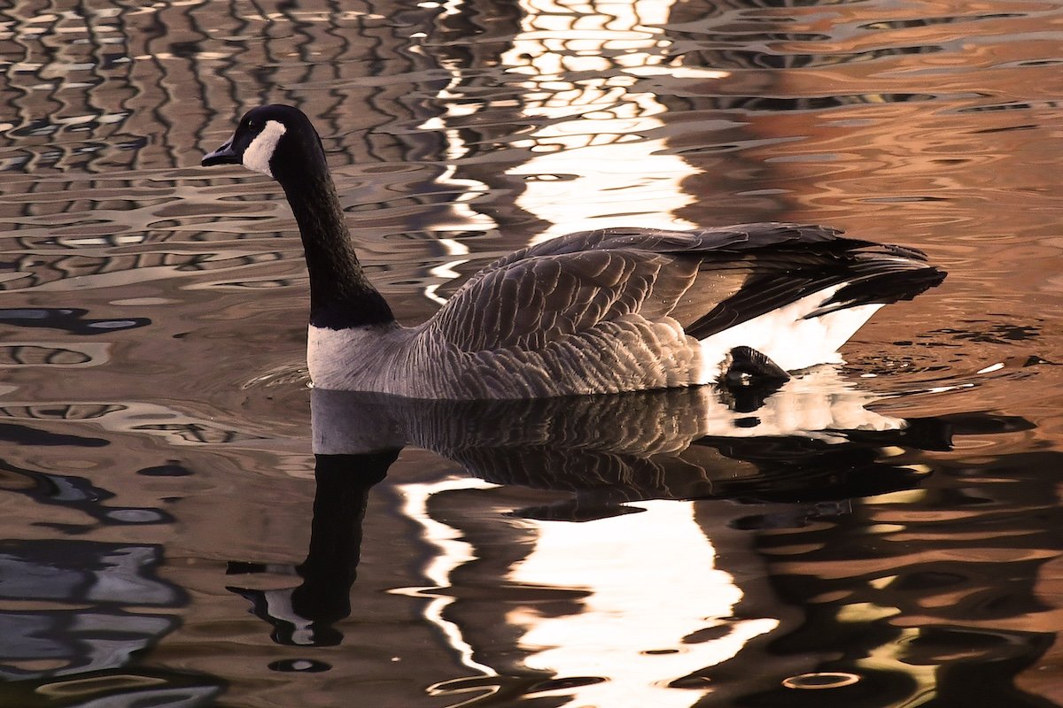 Swimming Canadian Goose
