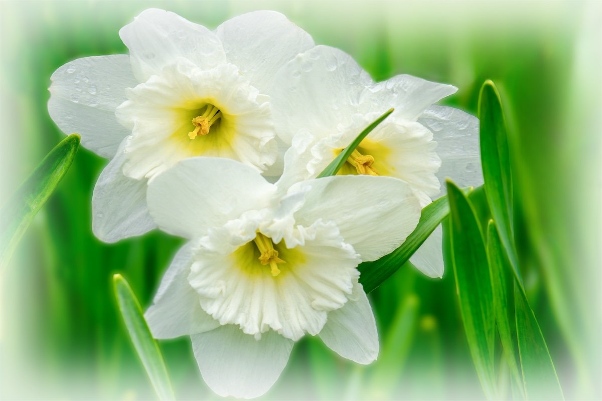 Stainless Narcissi, Maine Botanical Gardens