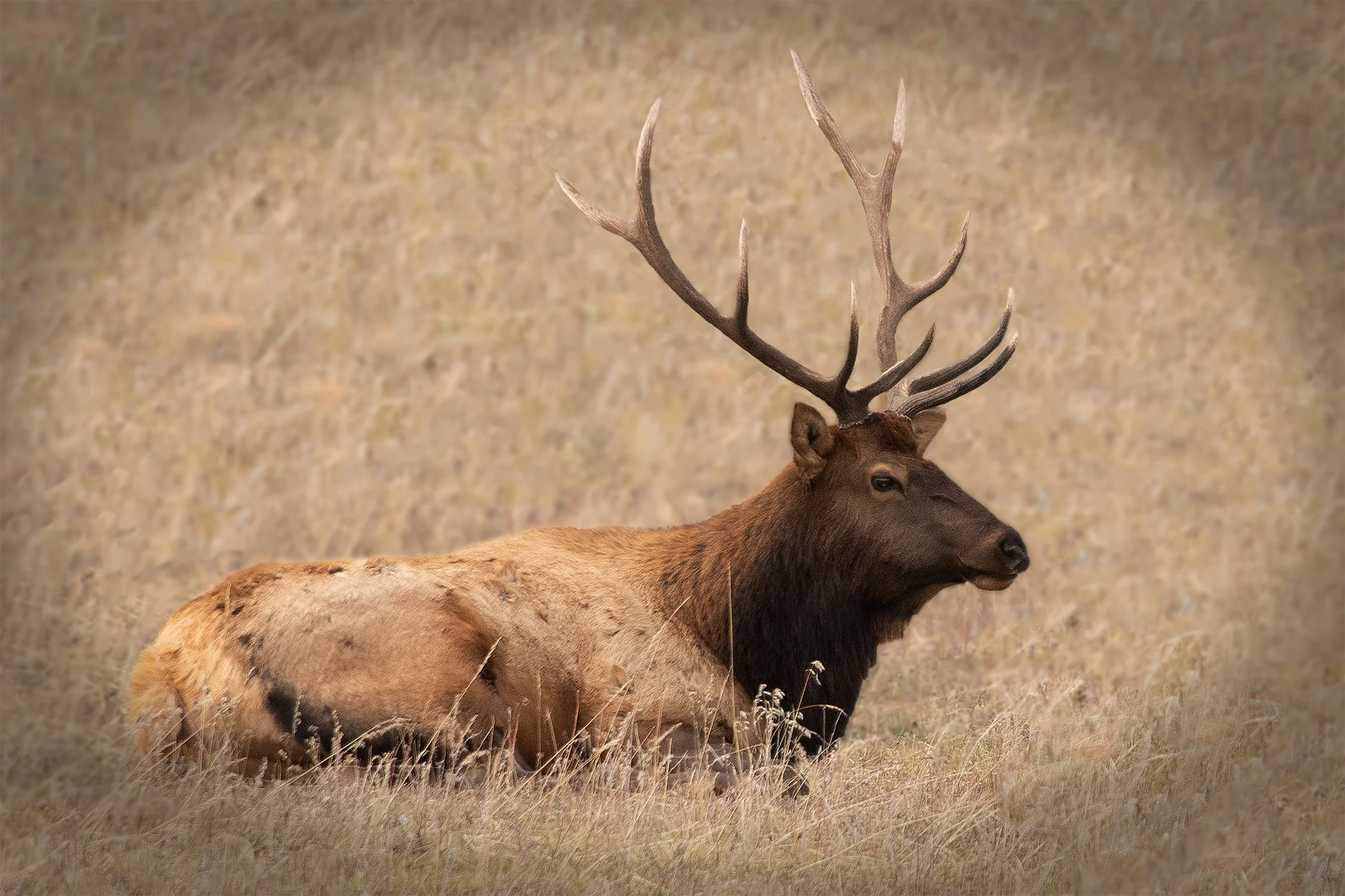 Ten Point Elk: Magnolia Road, Boulder, Colorado