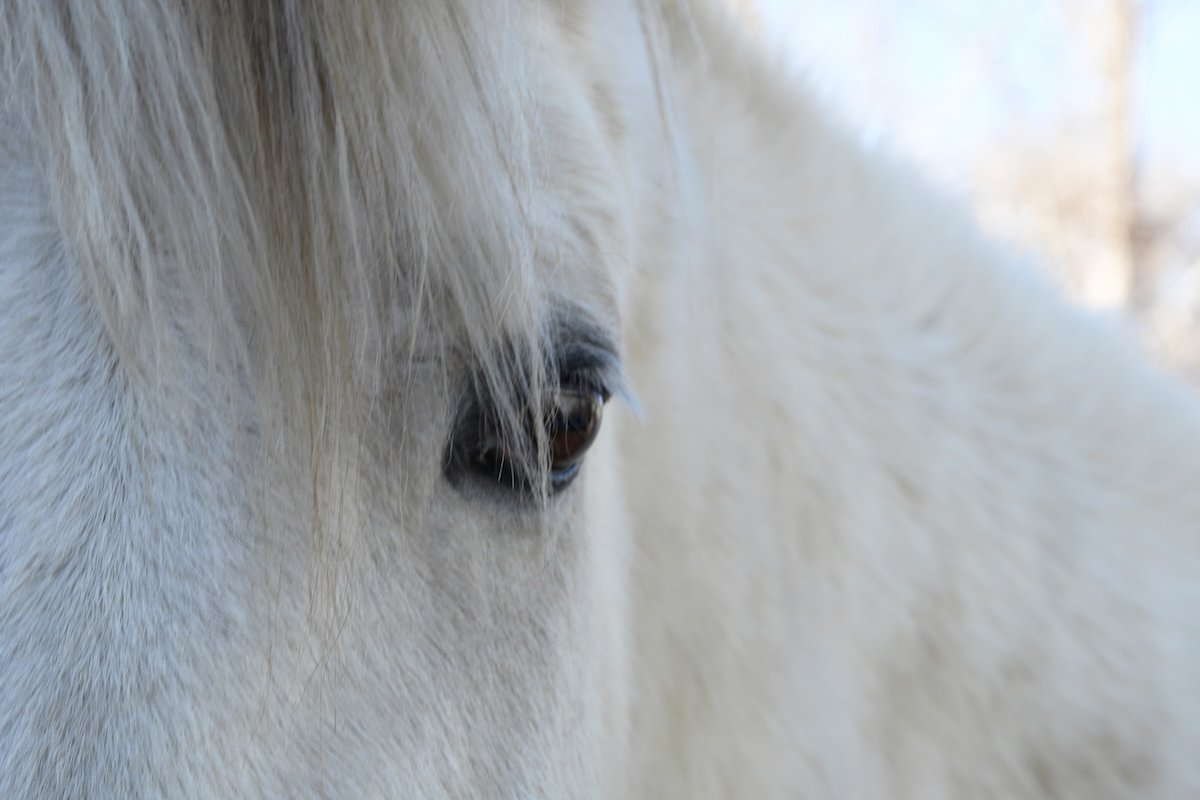 A Horse With A Kind Eye