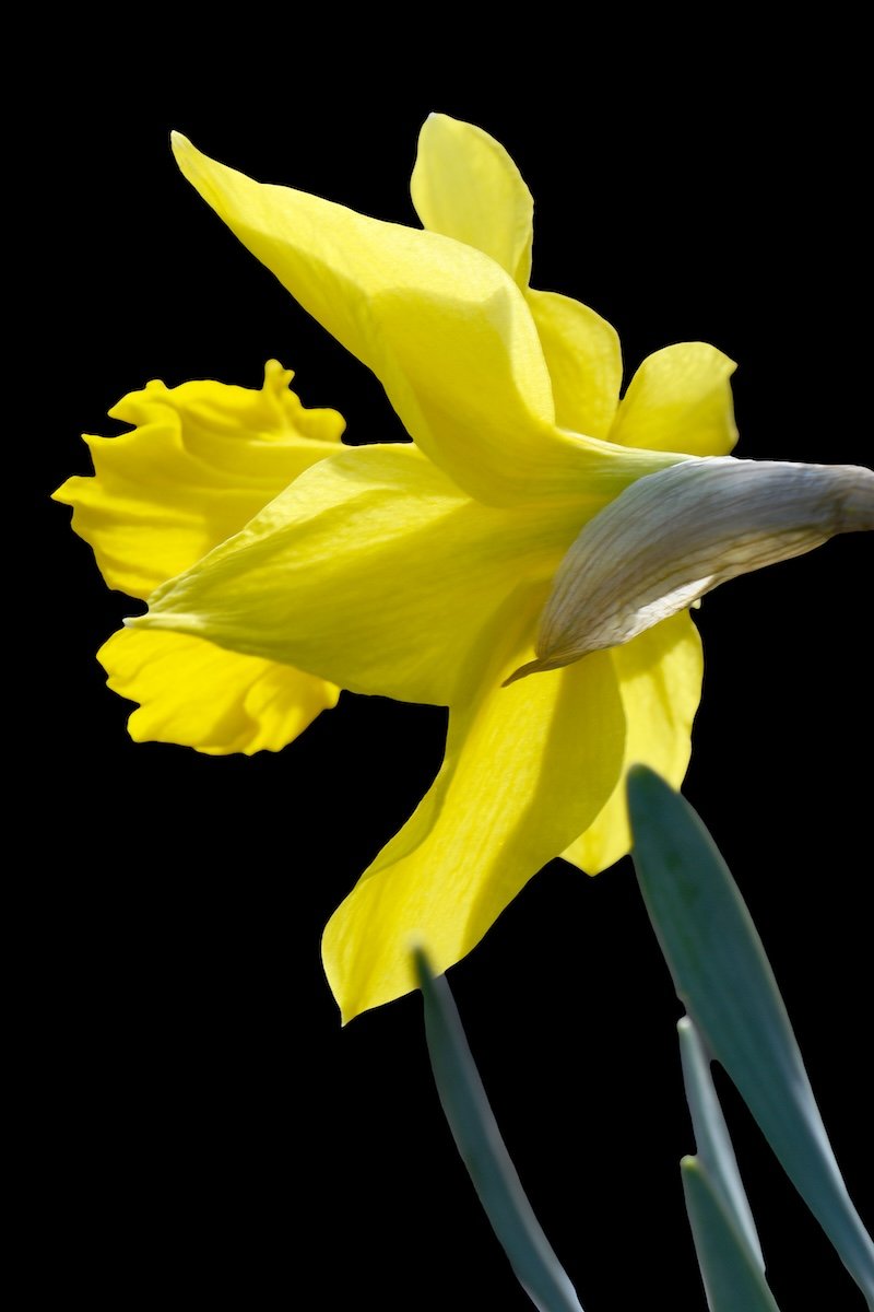 Yellow Daffodil