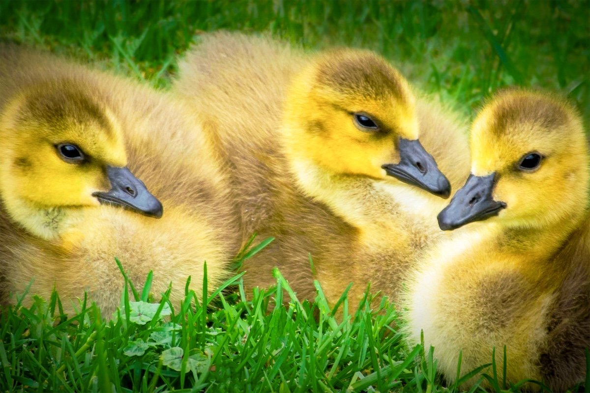 Three Goslings