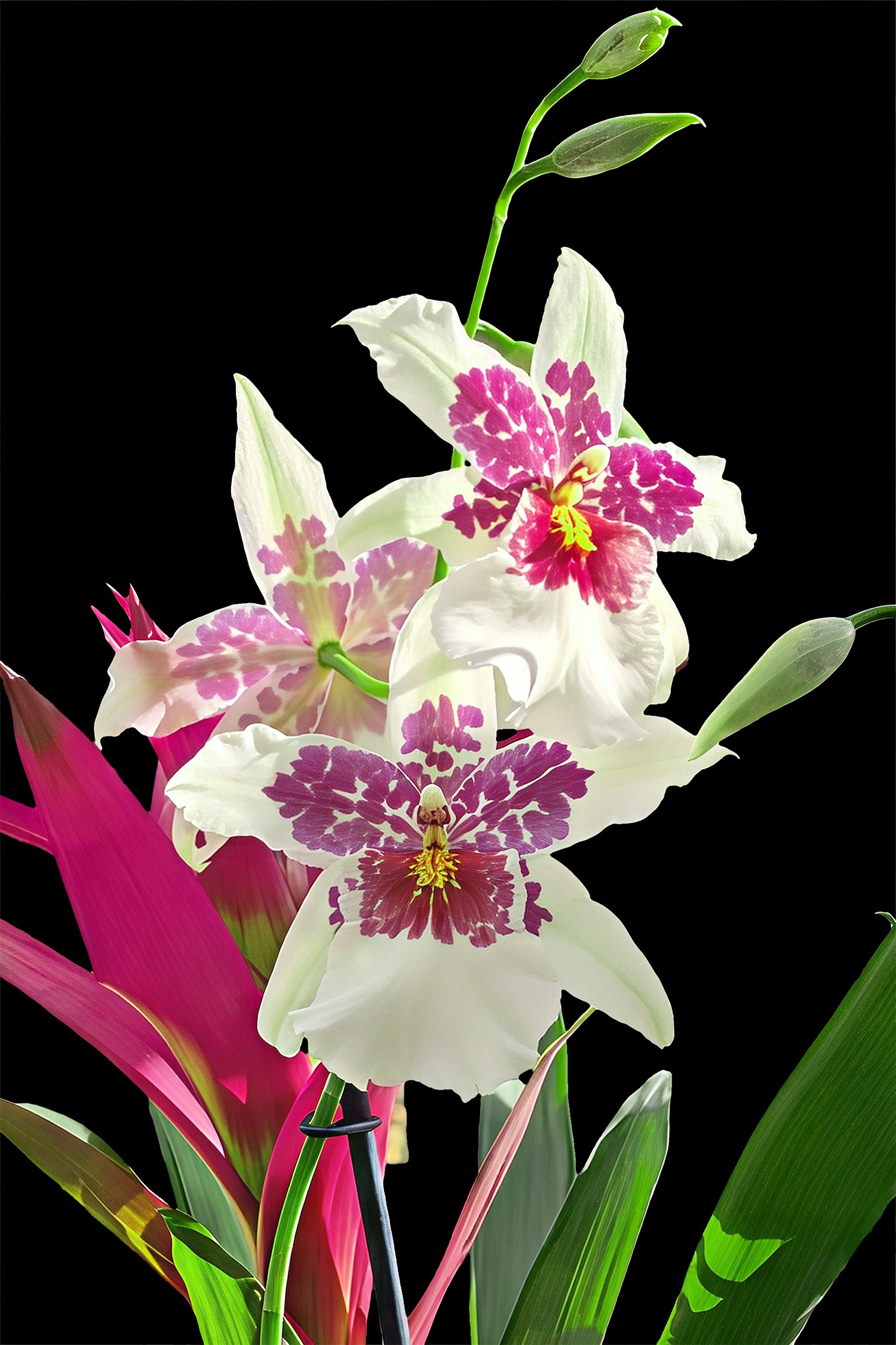 Hilo Sparkle Orchid: Denver Botanic Gardens