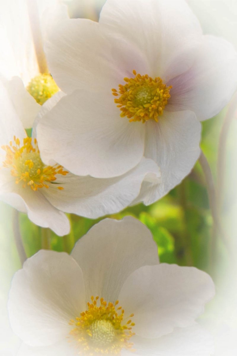 Snowdrop Anemones
