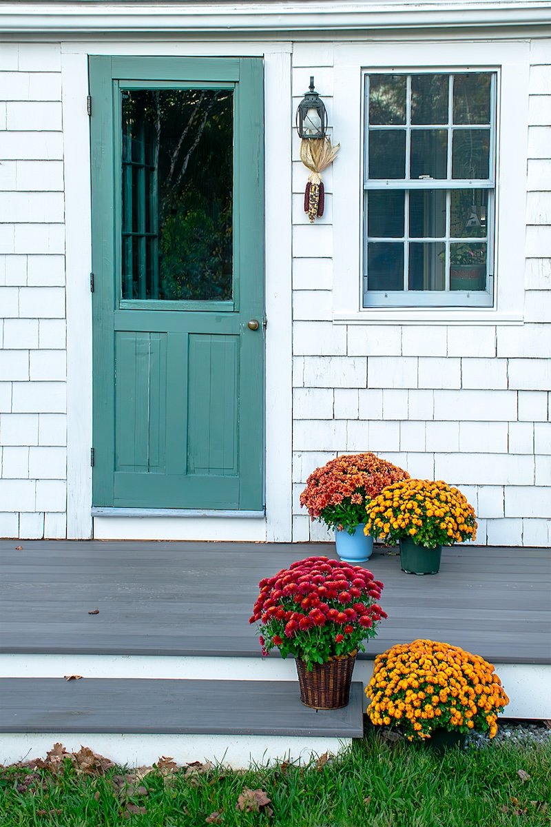 Mudroom Door and Chrysanthemums, 1800’s Farmhouse, Woolwich, Maine