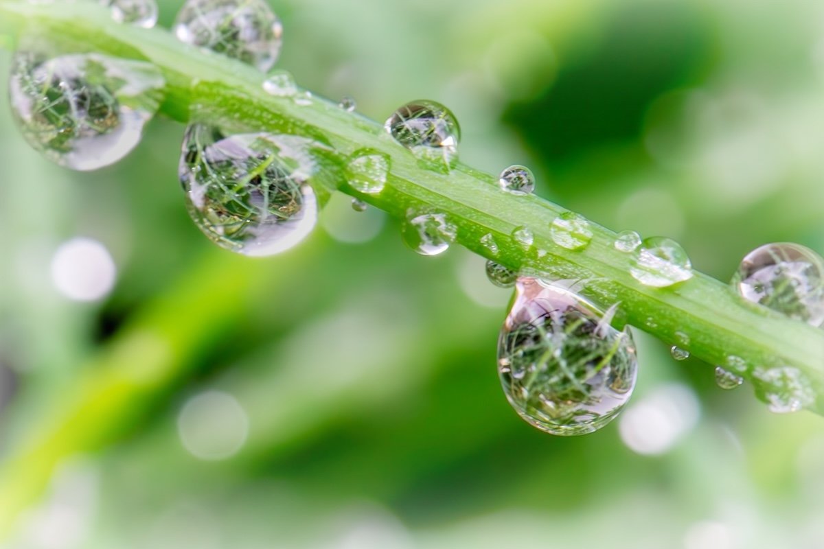 Raindrops On A Grass Stem