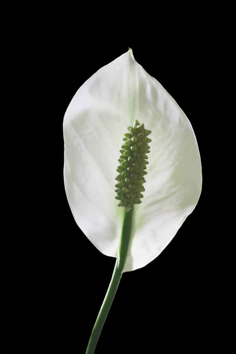 Peace Lily