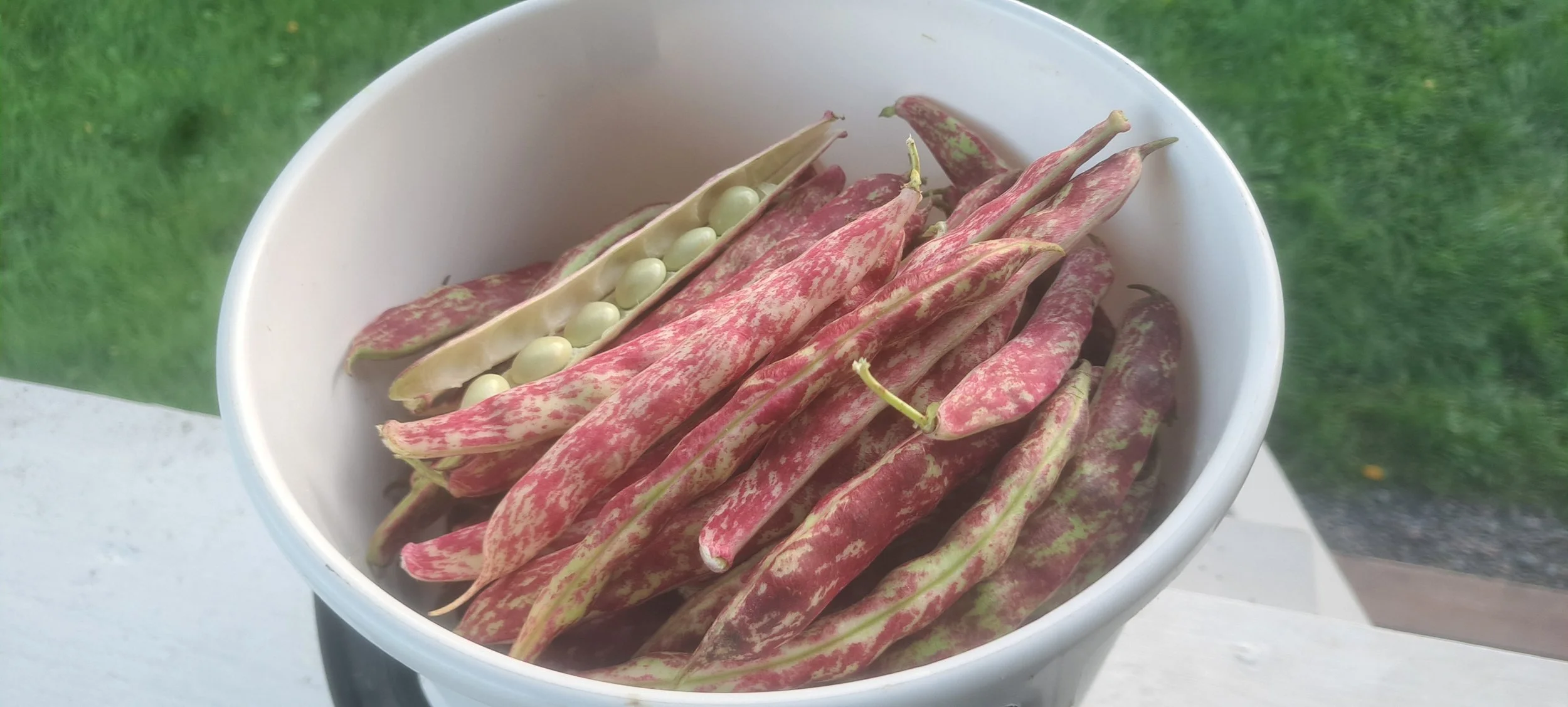 Bean there 1 2024.jpg