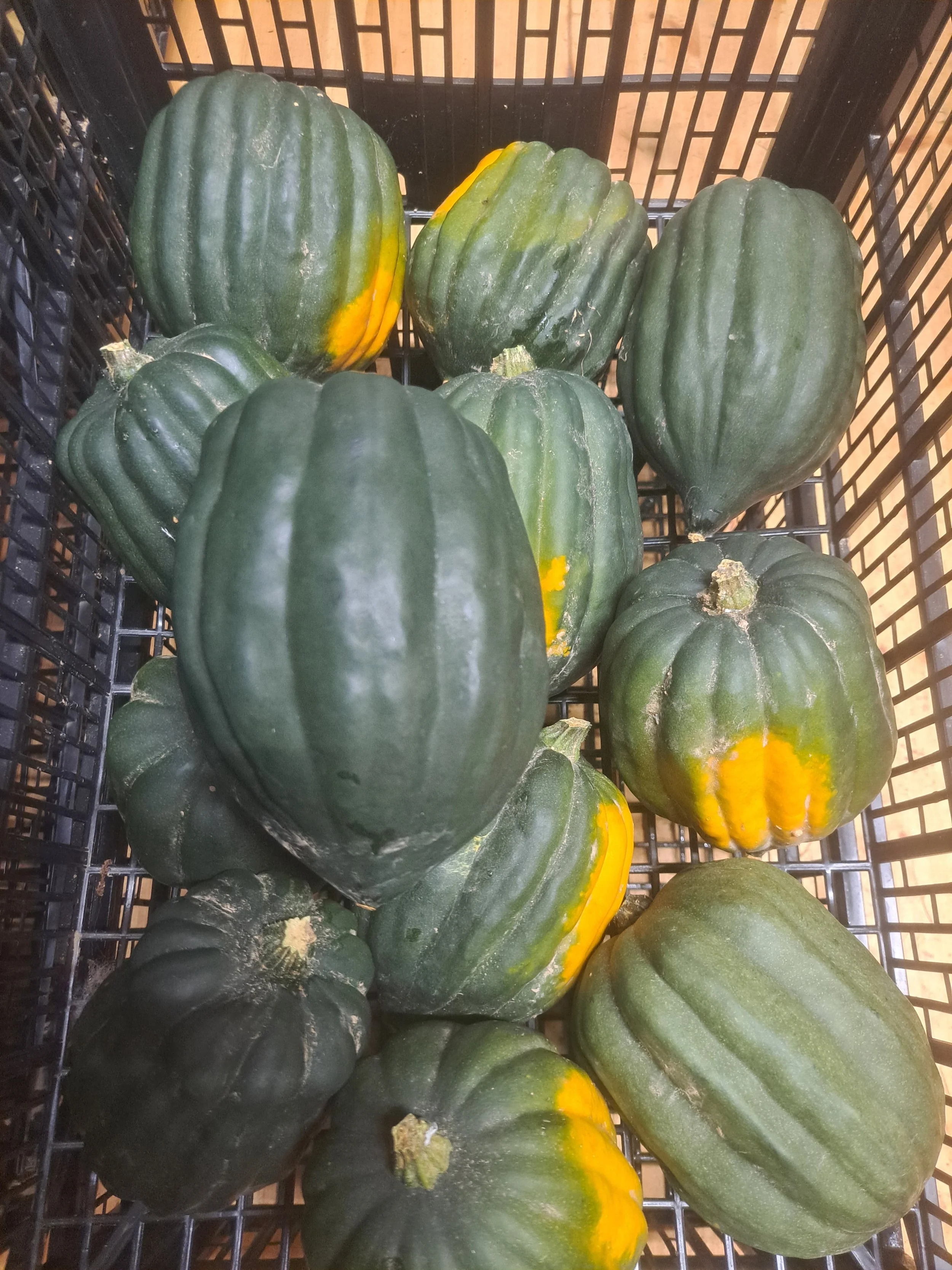 Acorn squash in storage .jpg