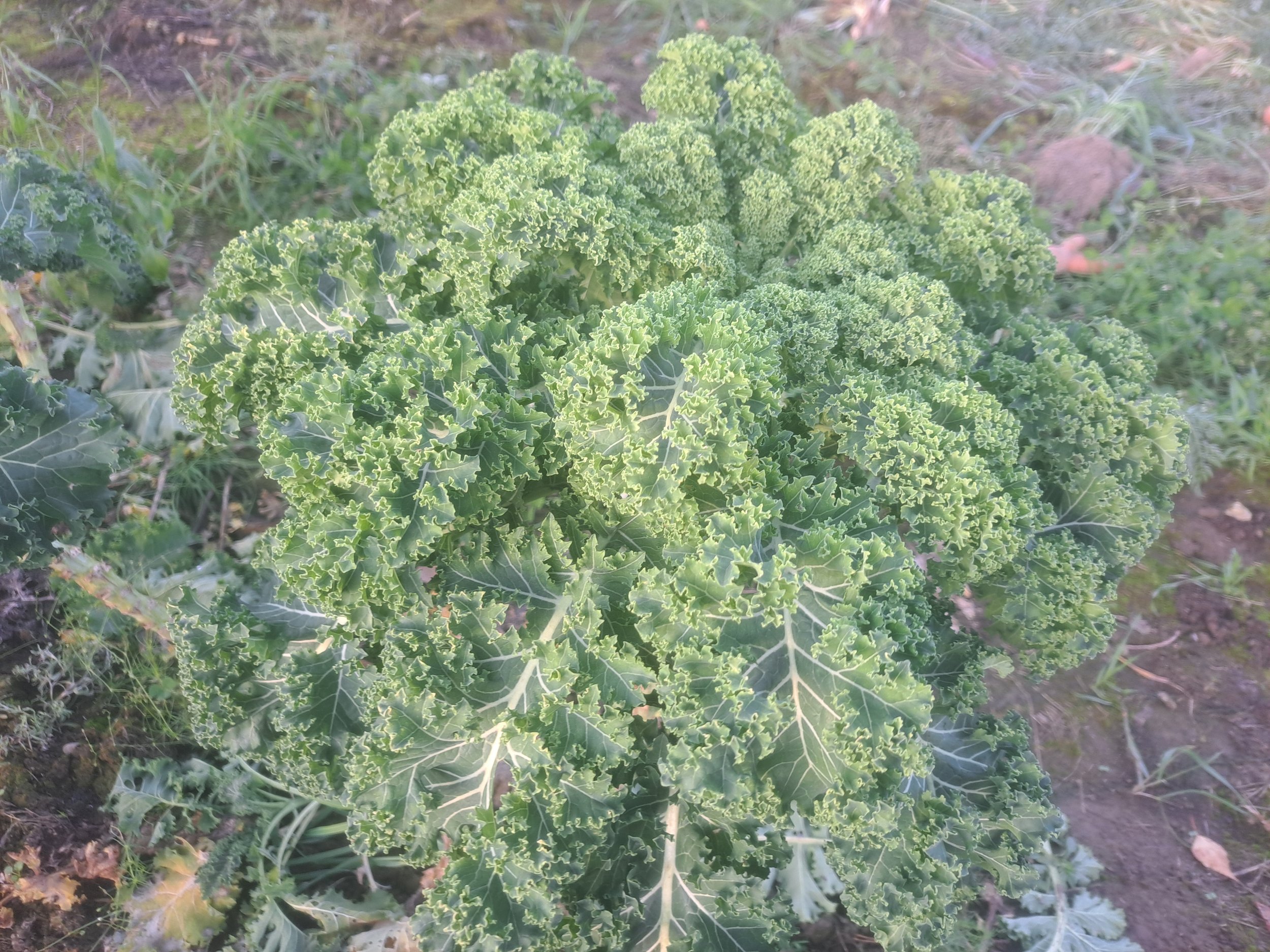 Kale Oct 06 2024.jpg
