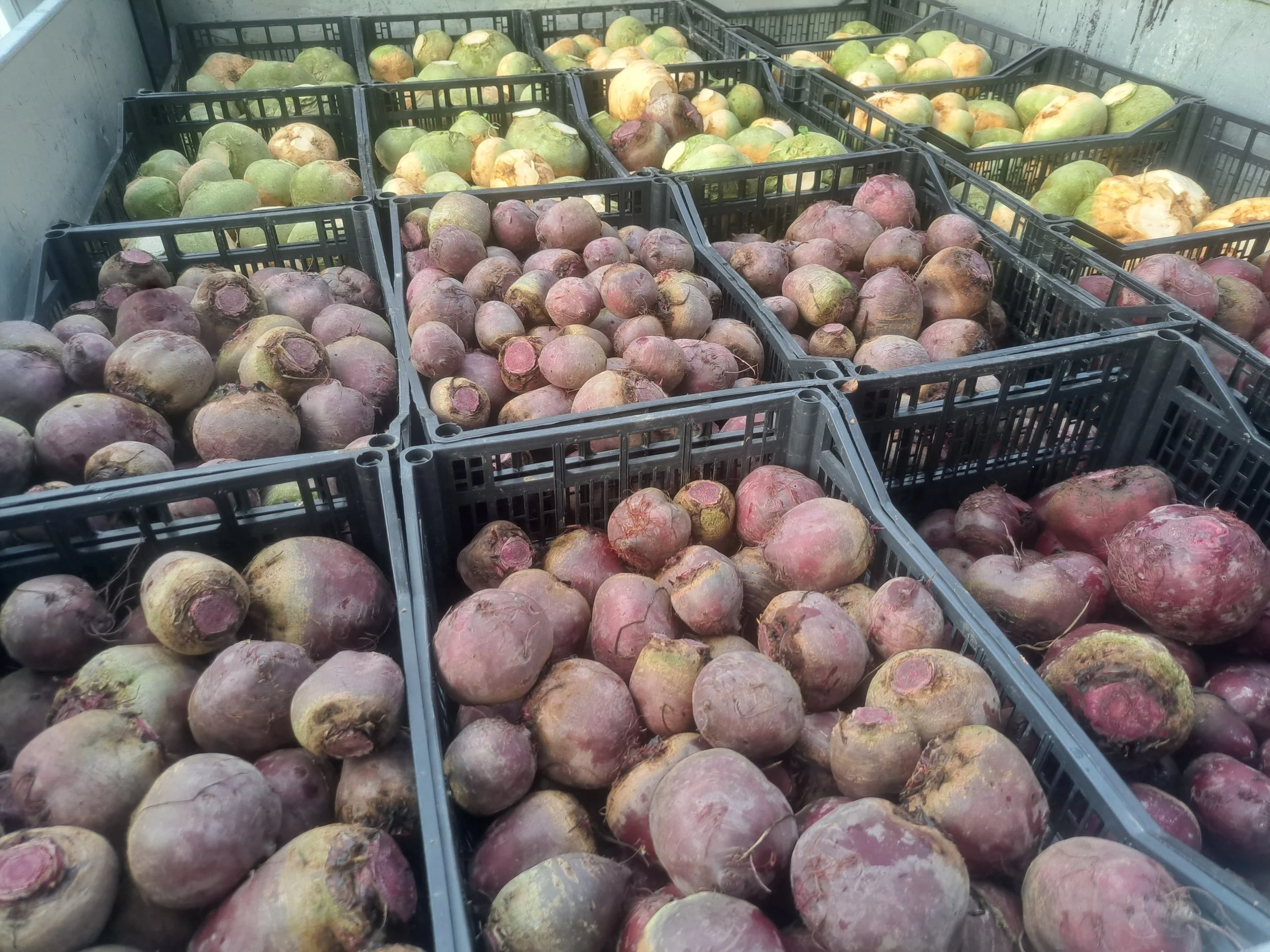 bulk beets and rutabaga 2024.jpg