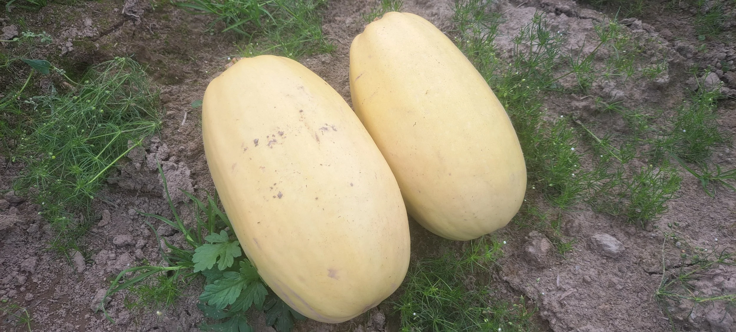 Spaghetti squash 2024 2.jpg