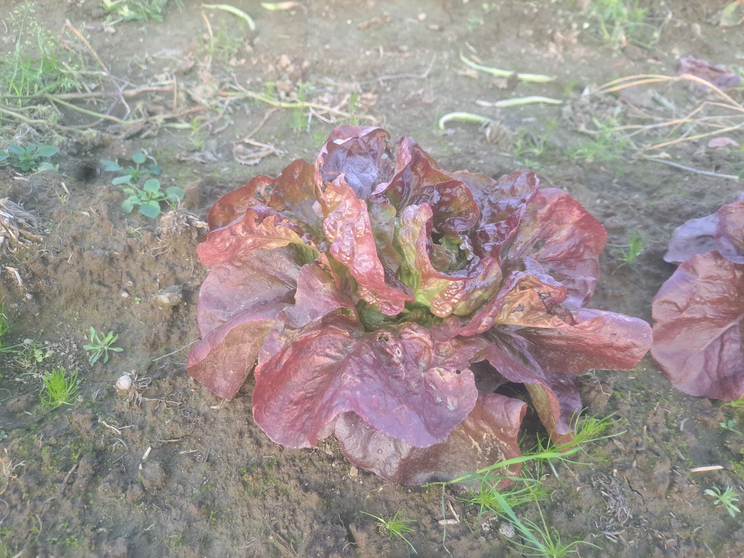 Lettuce Oct 06 2024.jpg