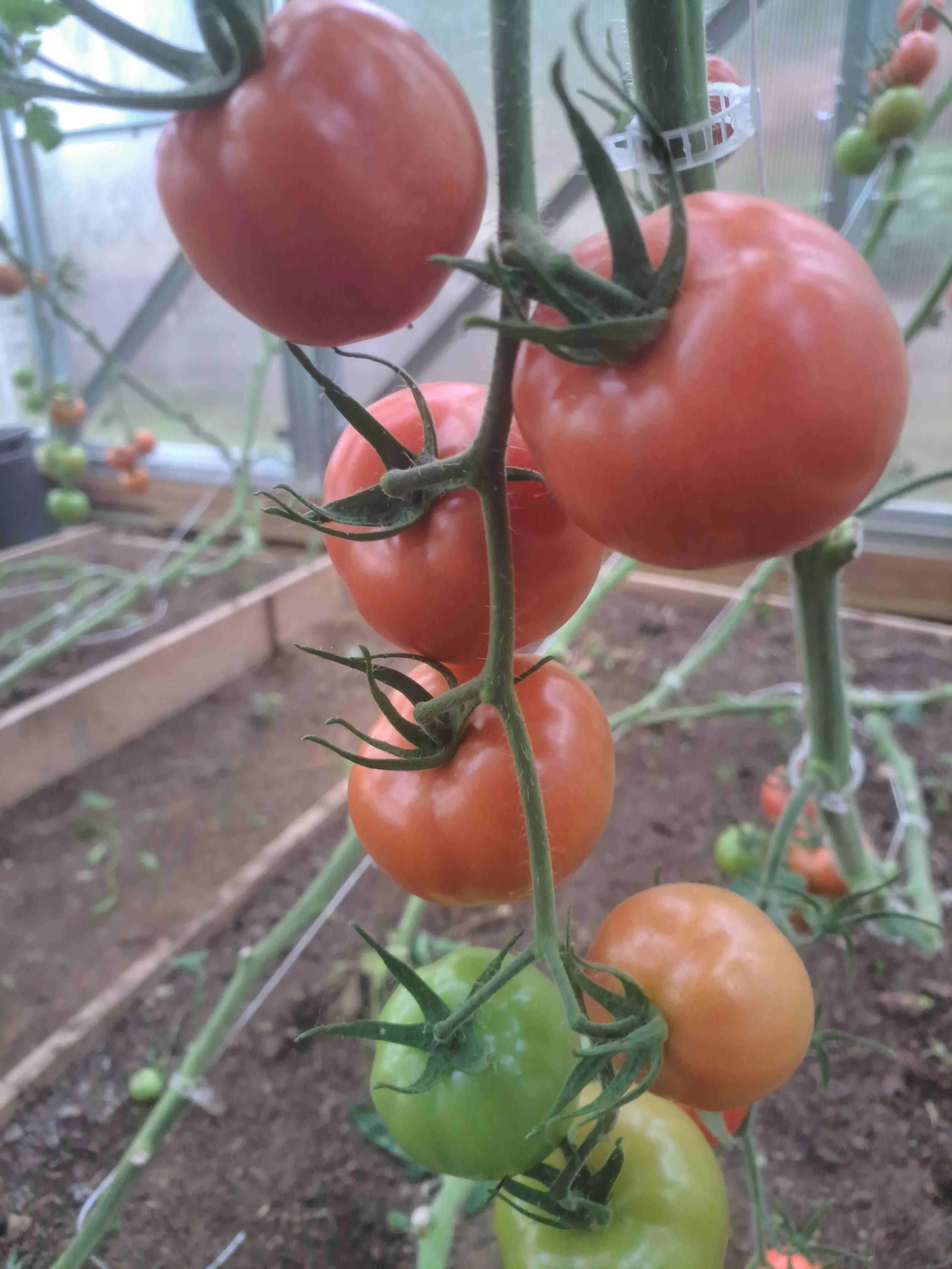 tomatoes 09.28.23 resize.jpg