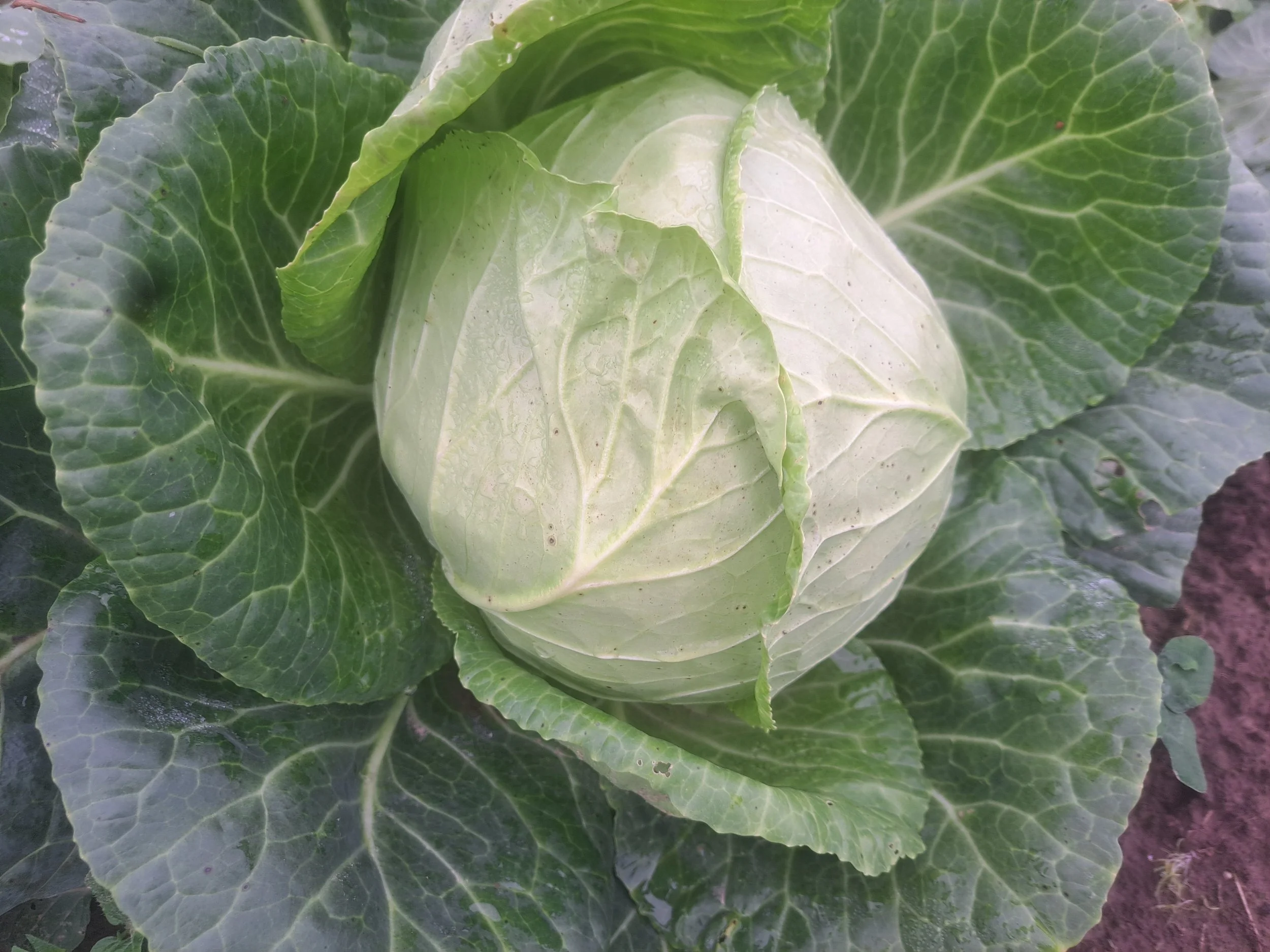 Kaali September 2024.jpg