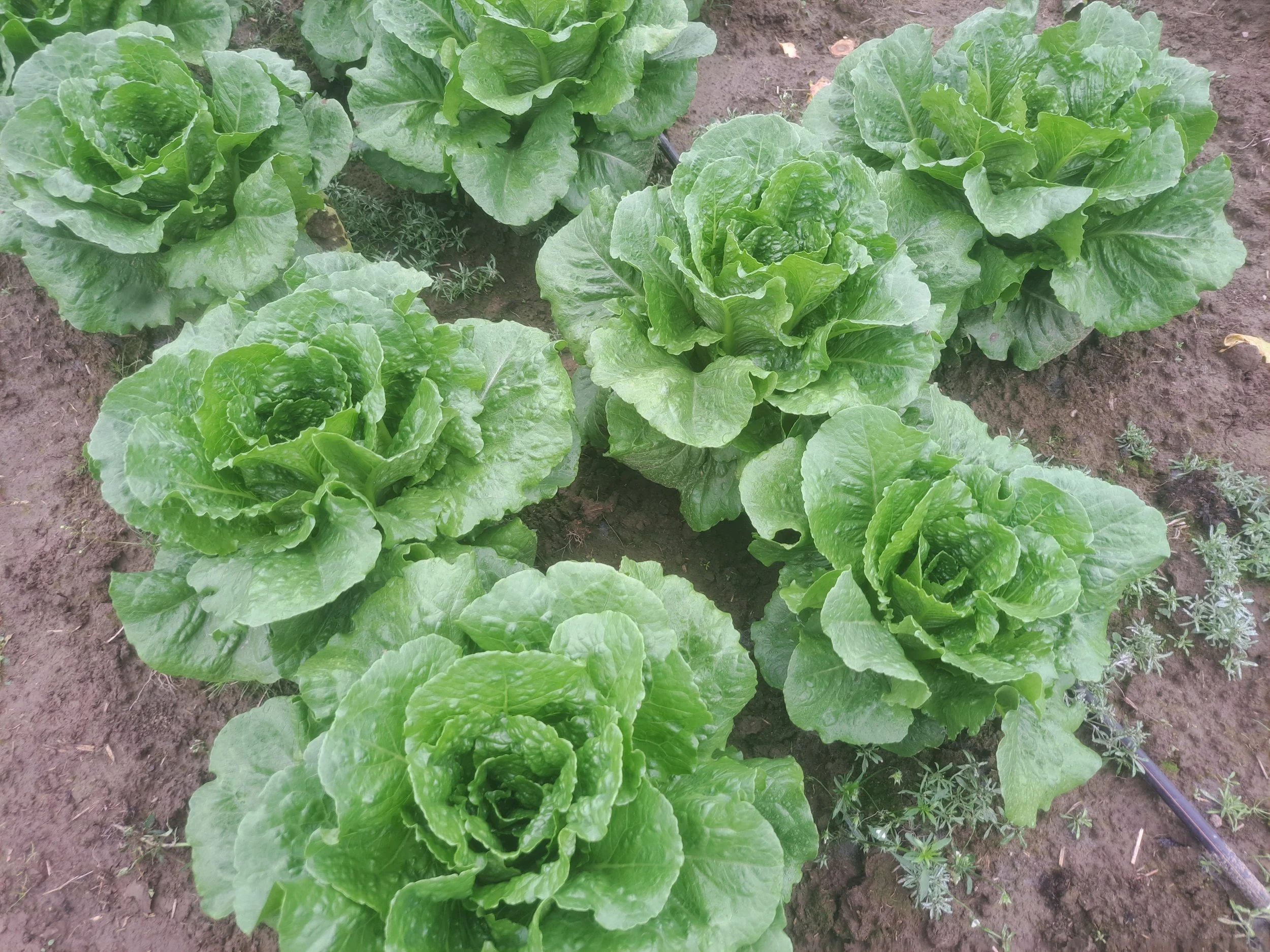 Romaine 2024 September 18.jpg