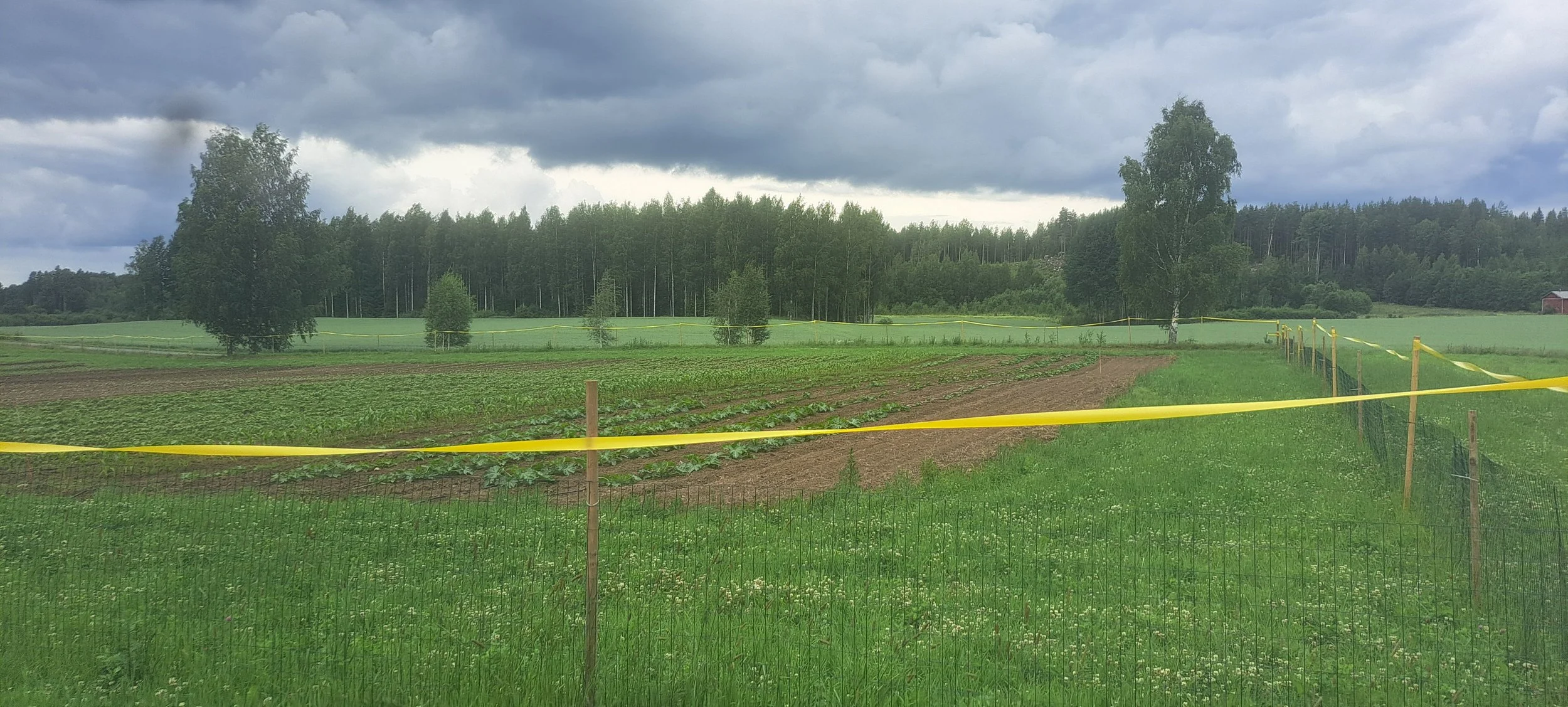 Field 1 2024 July 4.jpg