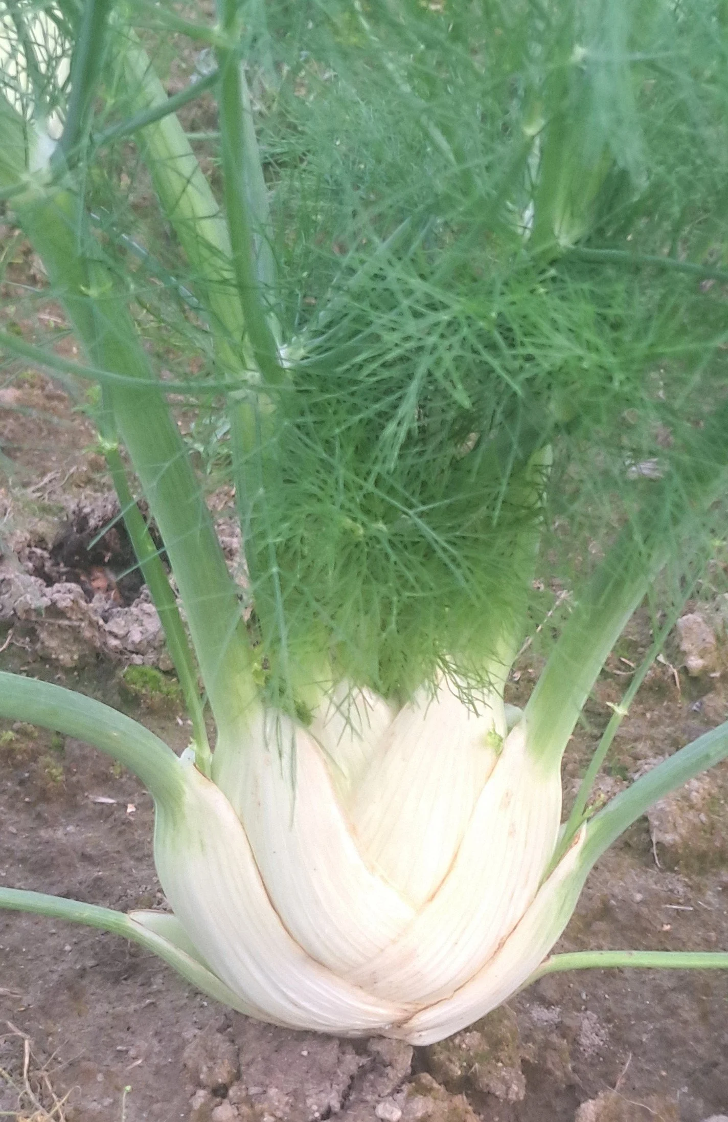 Fennel 2 resize 2.jpg