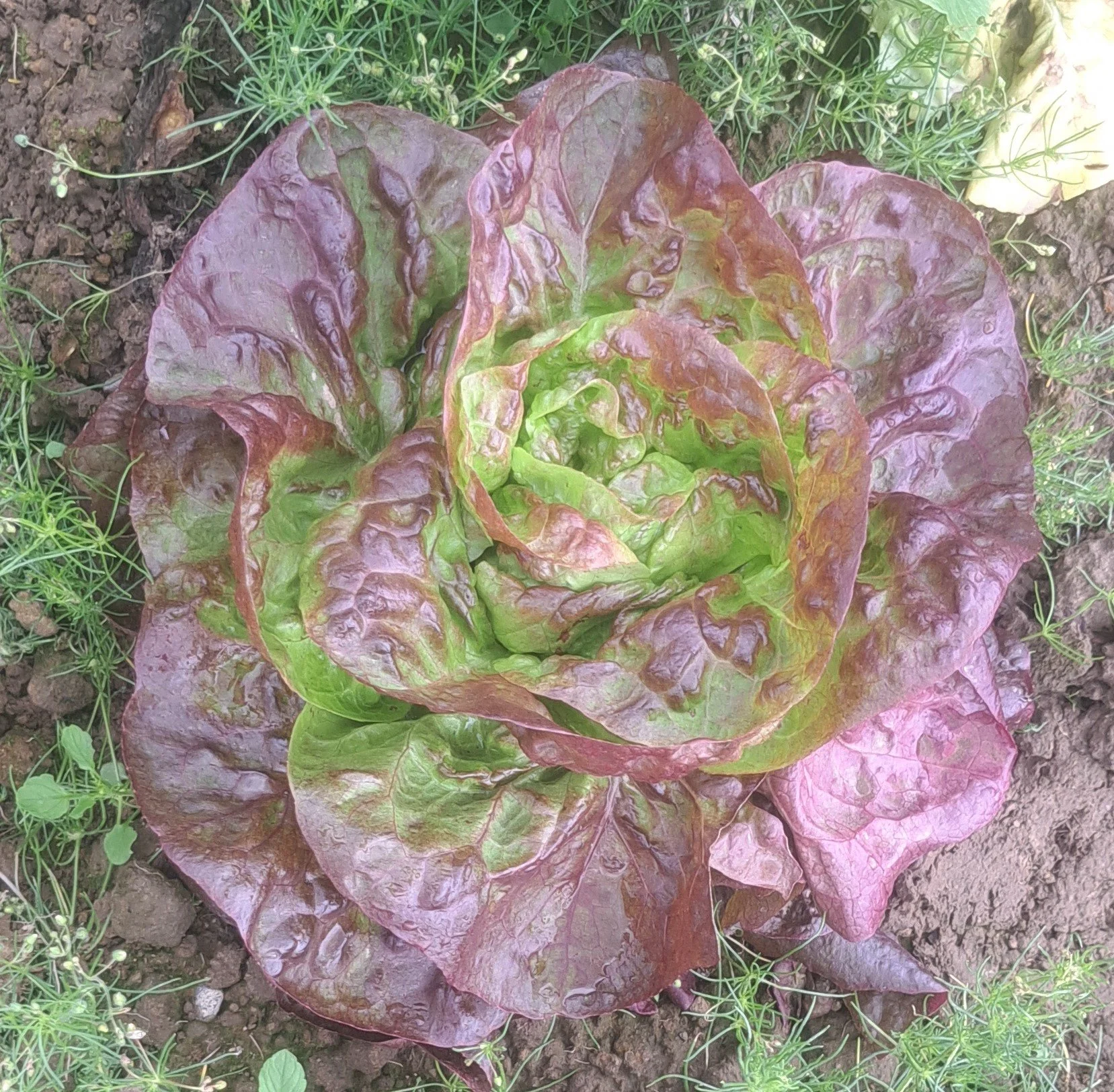 Salaatia closeup of Roxy 2024 July 4.jpg