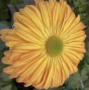 Seasons Kellie’s Neon