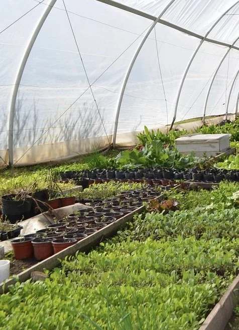 How to grow plants from cuttings
