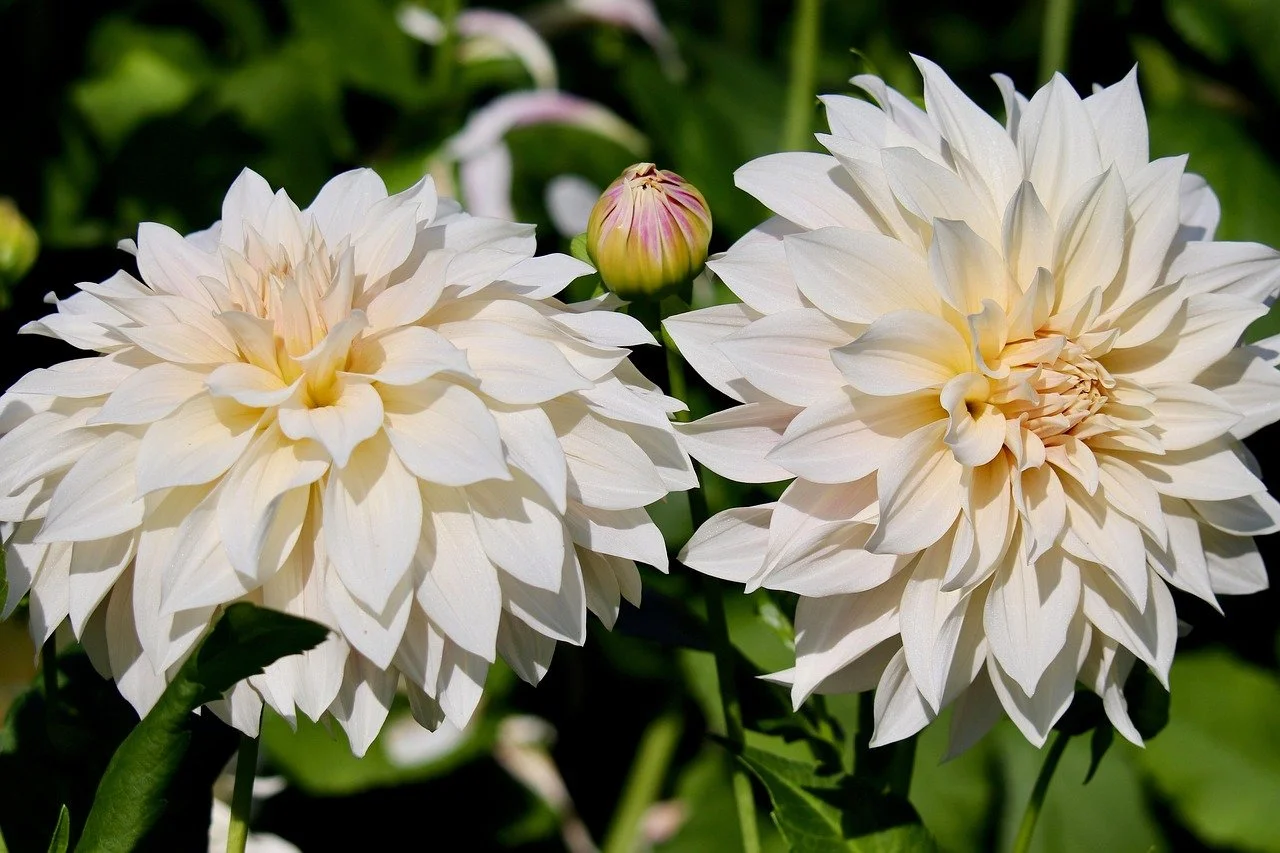 🌸 Dahlias:🌸            The Darlings of the Garden
