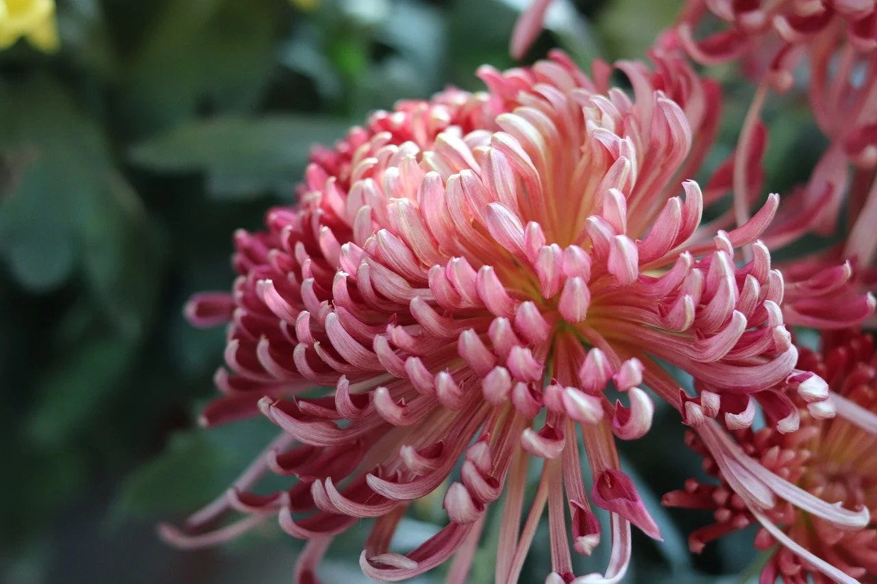 Chrysanthemums: The Queen of Autumn Blooms