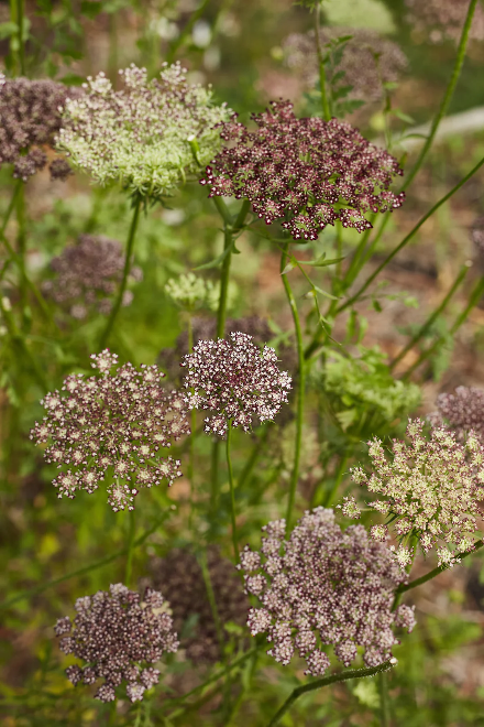 Chocolate Queen Ann Lace
