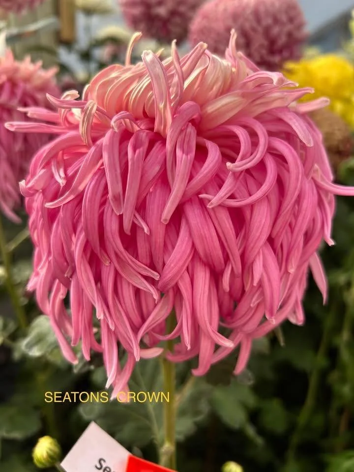 Seatons Crown